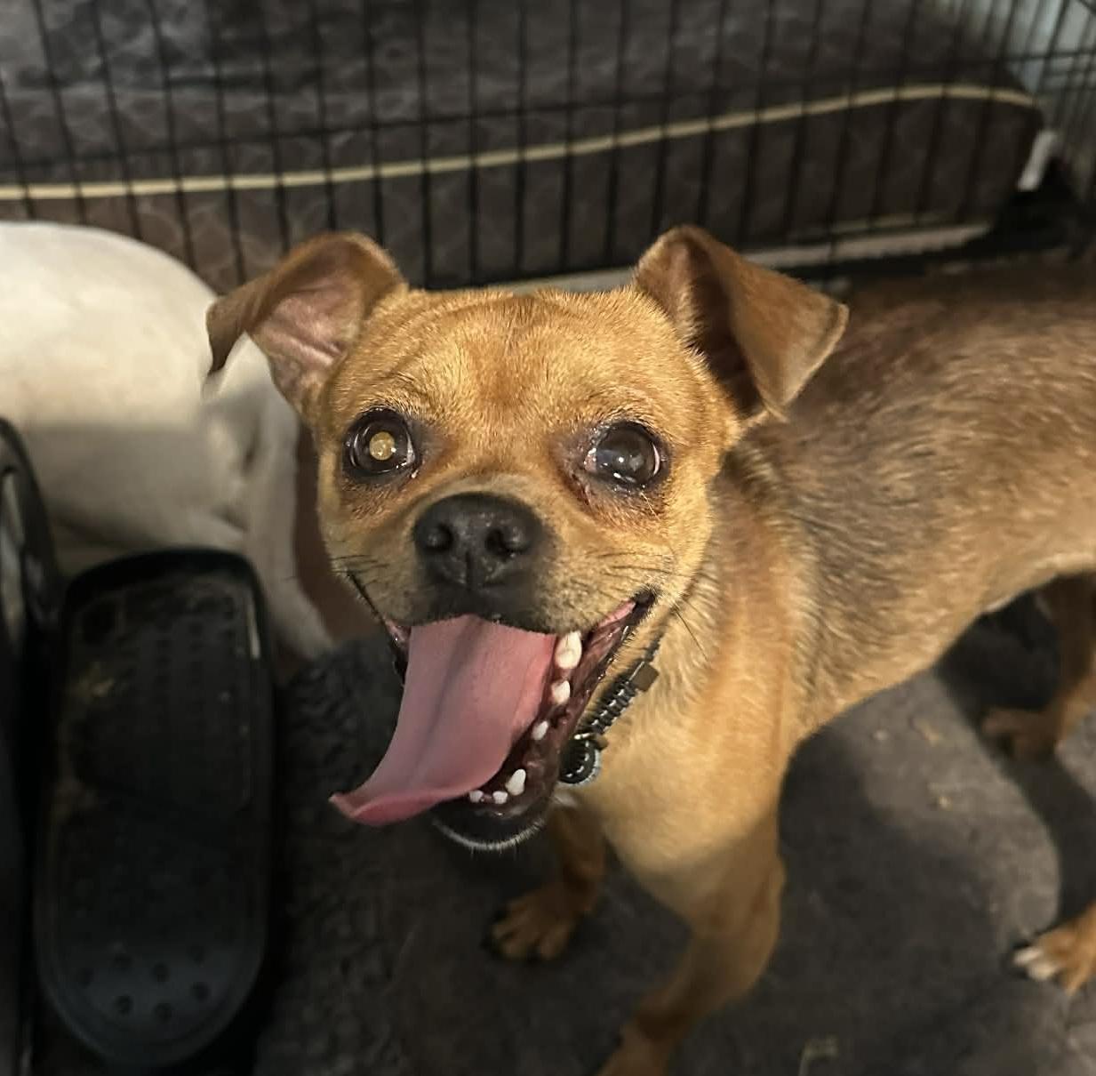 Enlarge Puglsey, a ADOPTABLE mixed breed in Temple, TX image 3/5