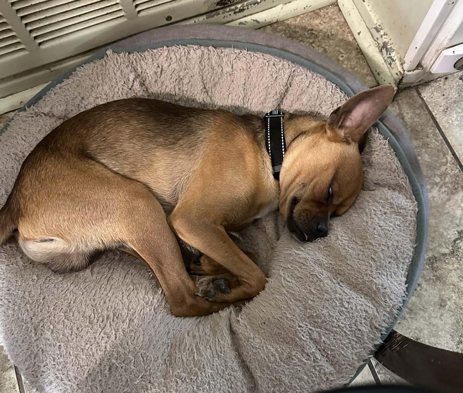 Enlarge Puglsey, a ADOPTABLE mixed breed in Temple, TX image 2/5