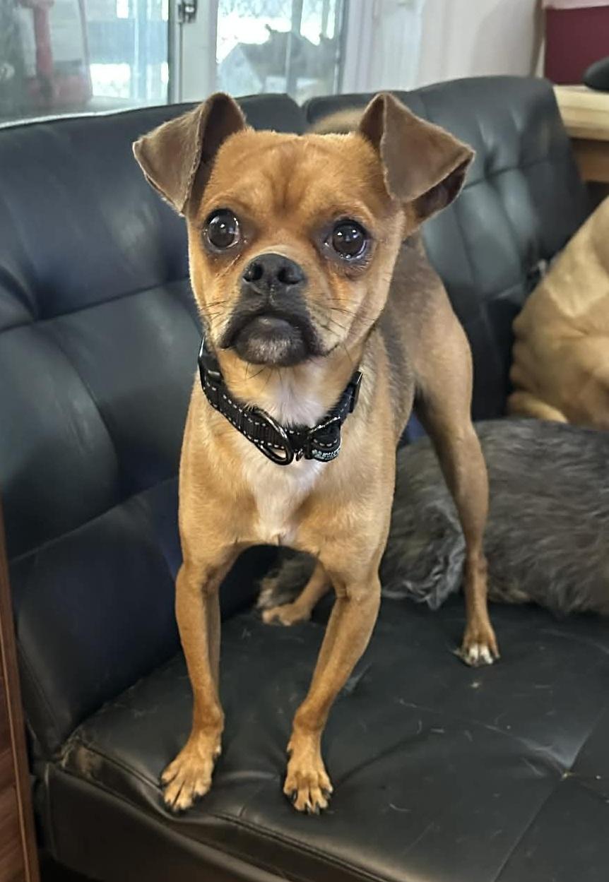 Enlarge Puglsey, a ADOPTABLE mixed breed in Temple, TX image 1/5