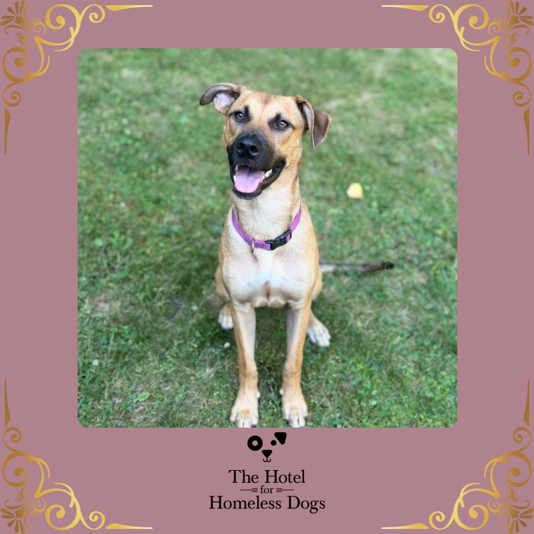 Freya, adoptable, Young Female Shepherd & Mixed Breed.