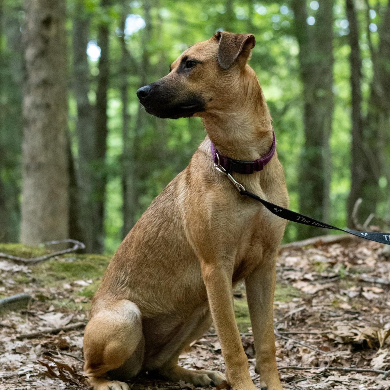 Enlarge Freya, an adoptable mixed breed in Cumberland, RI image 5/6