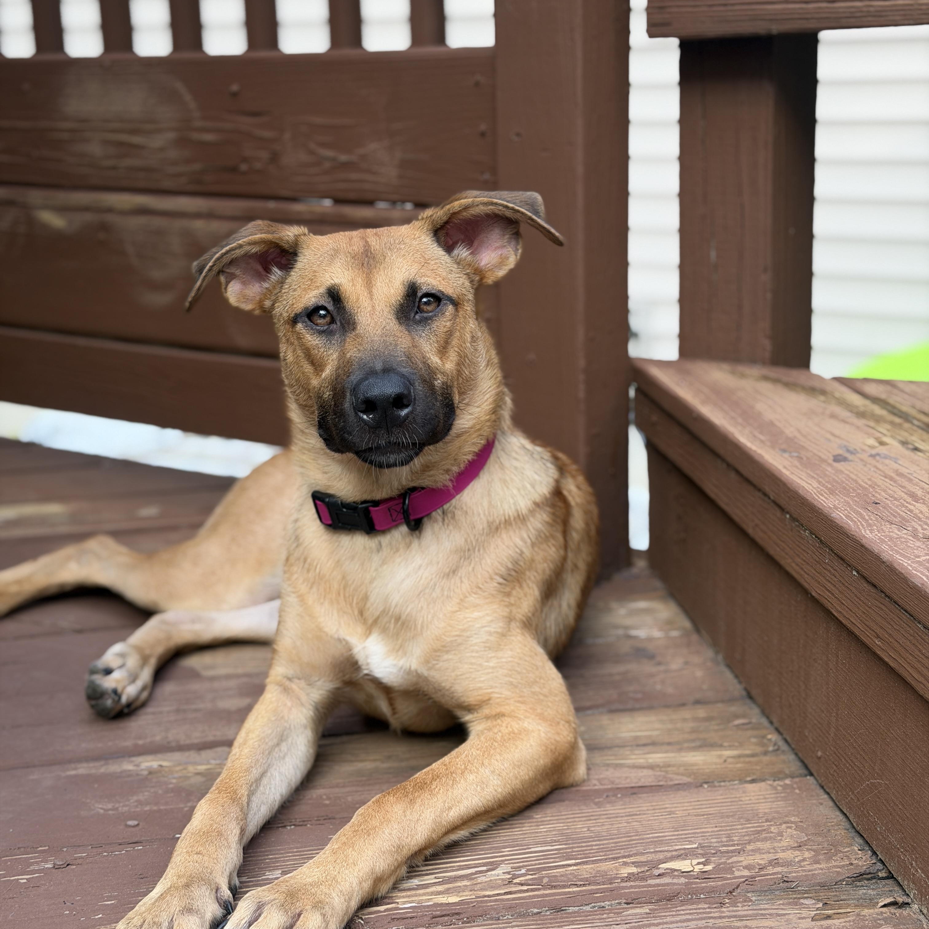 Enlarge Freya, an adoptable mixed breed in Cumberland, RI image 3/6