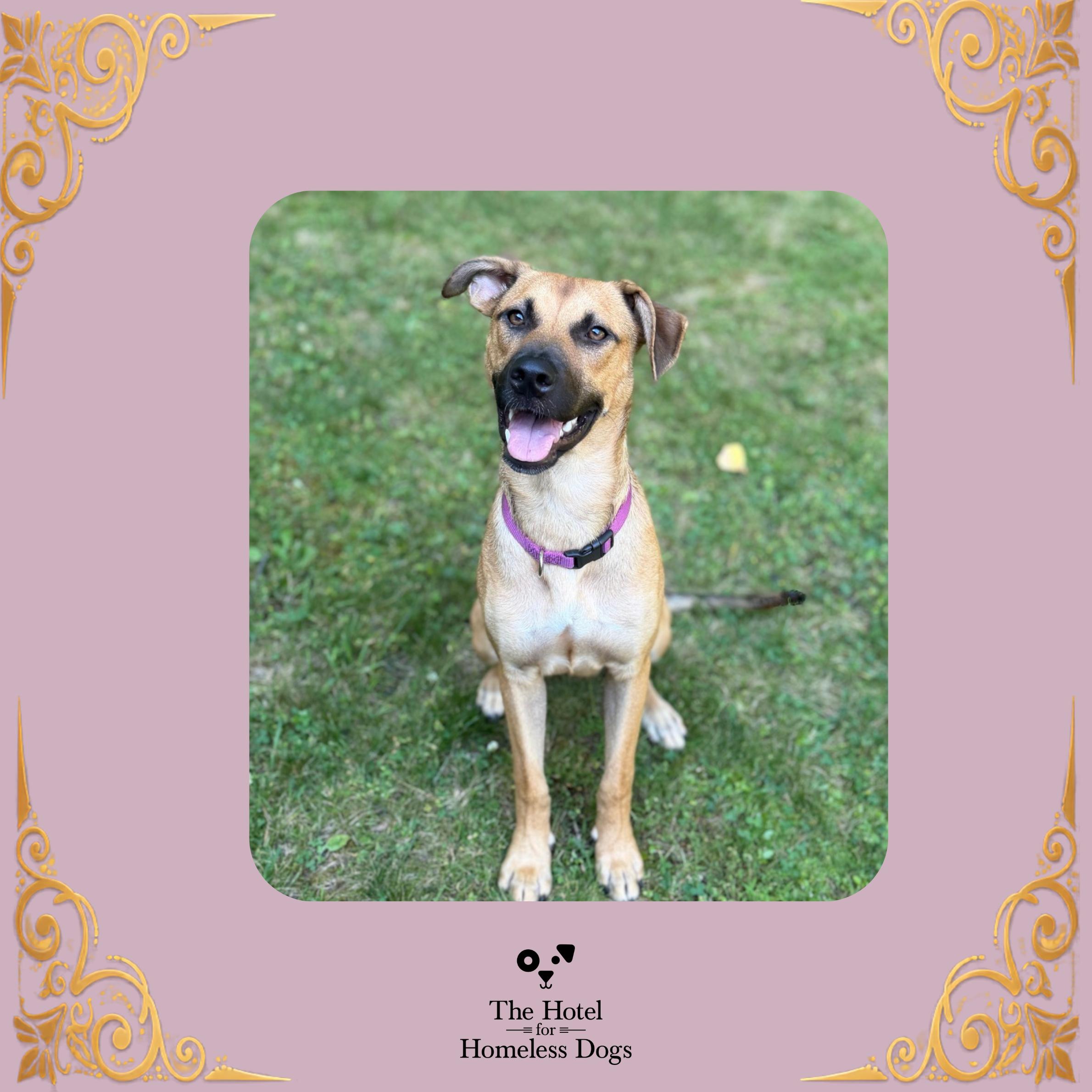 Freya, Adoptable, Young Female Shepherd & Mixed Breed.