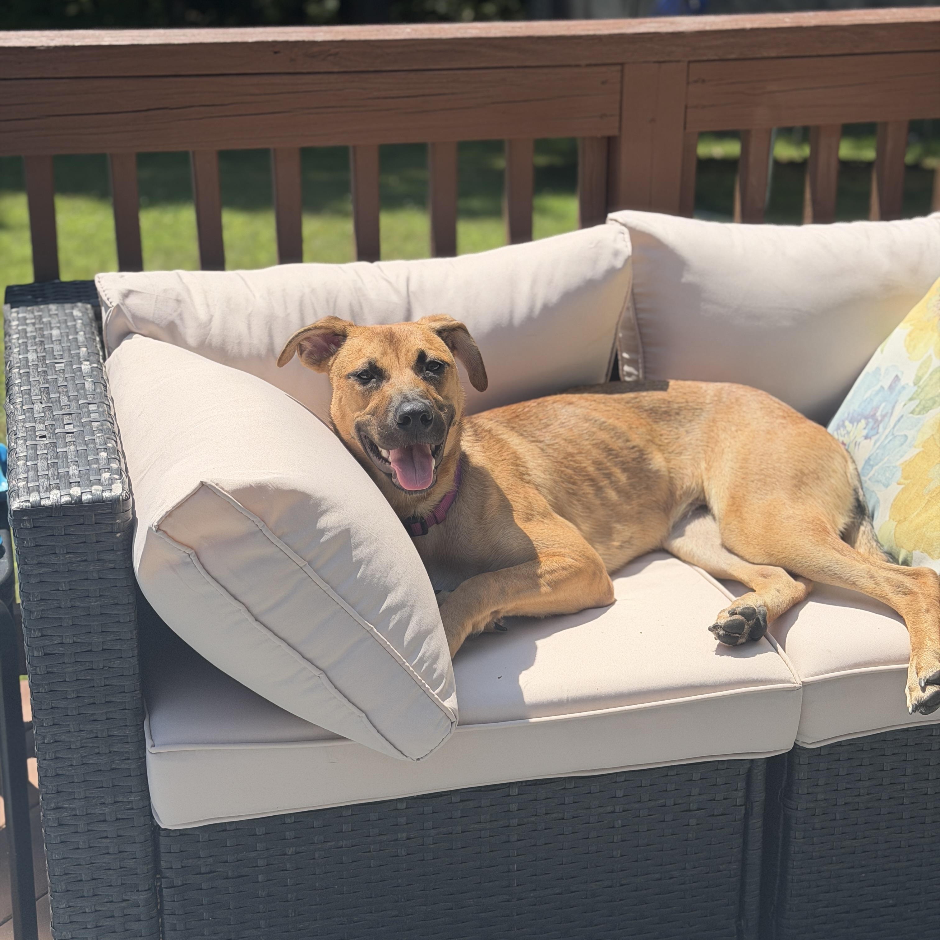 Enlarge Freya, an adoptable mixed breed in Cumberland, RI image 6/6