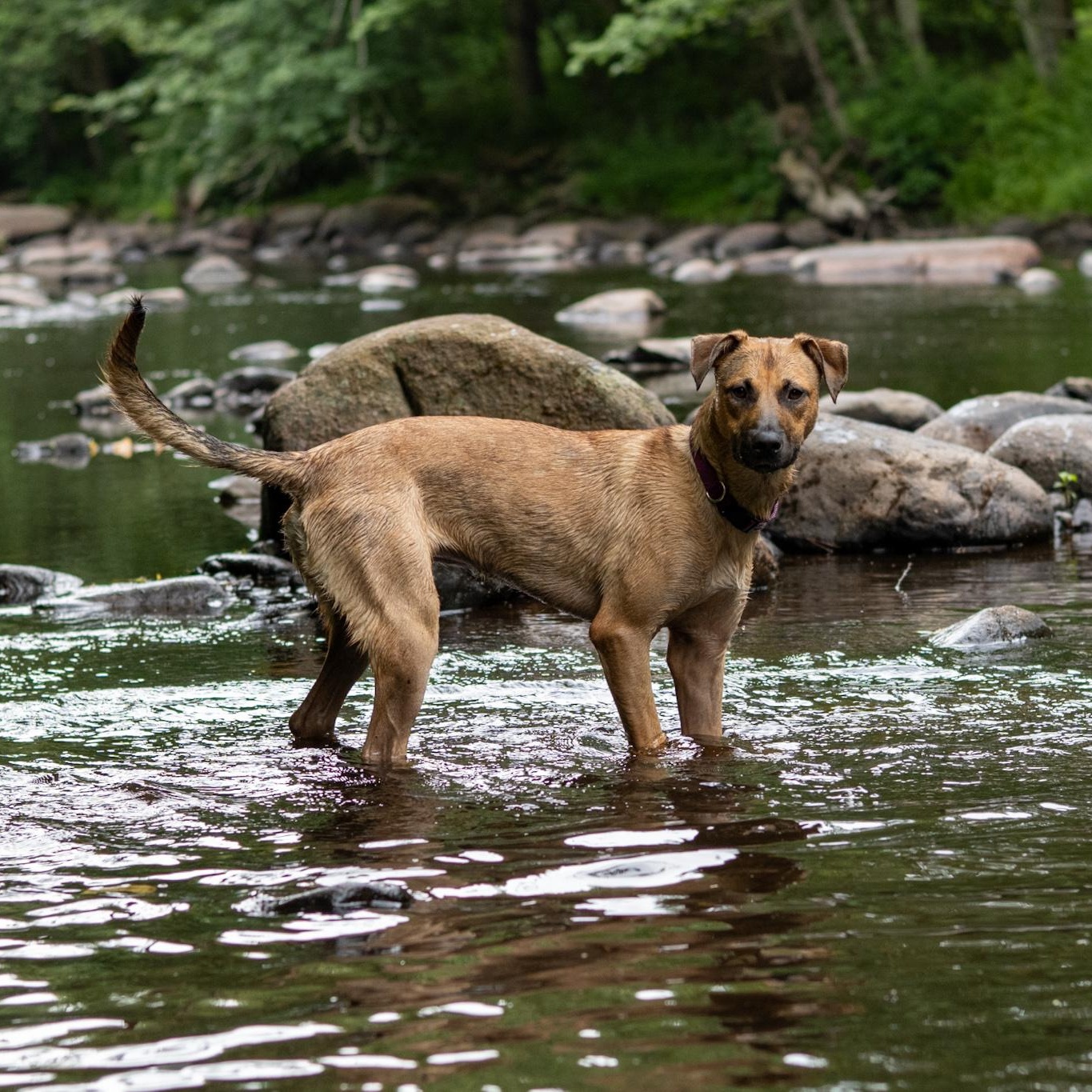 Enlarge Freya, an adoptable mixed breed in Cumberland, RI image 4/6