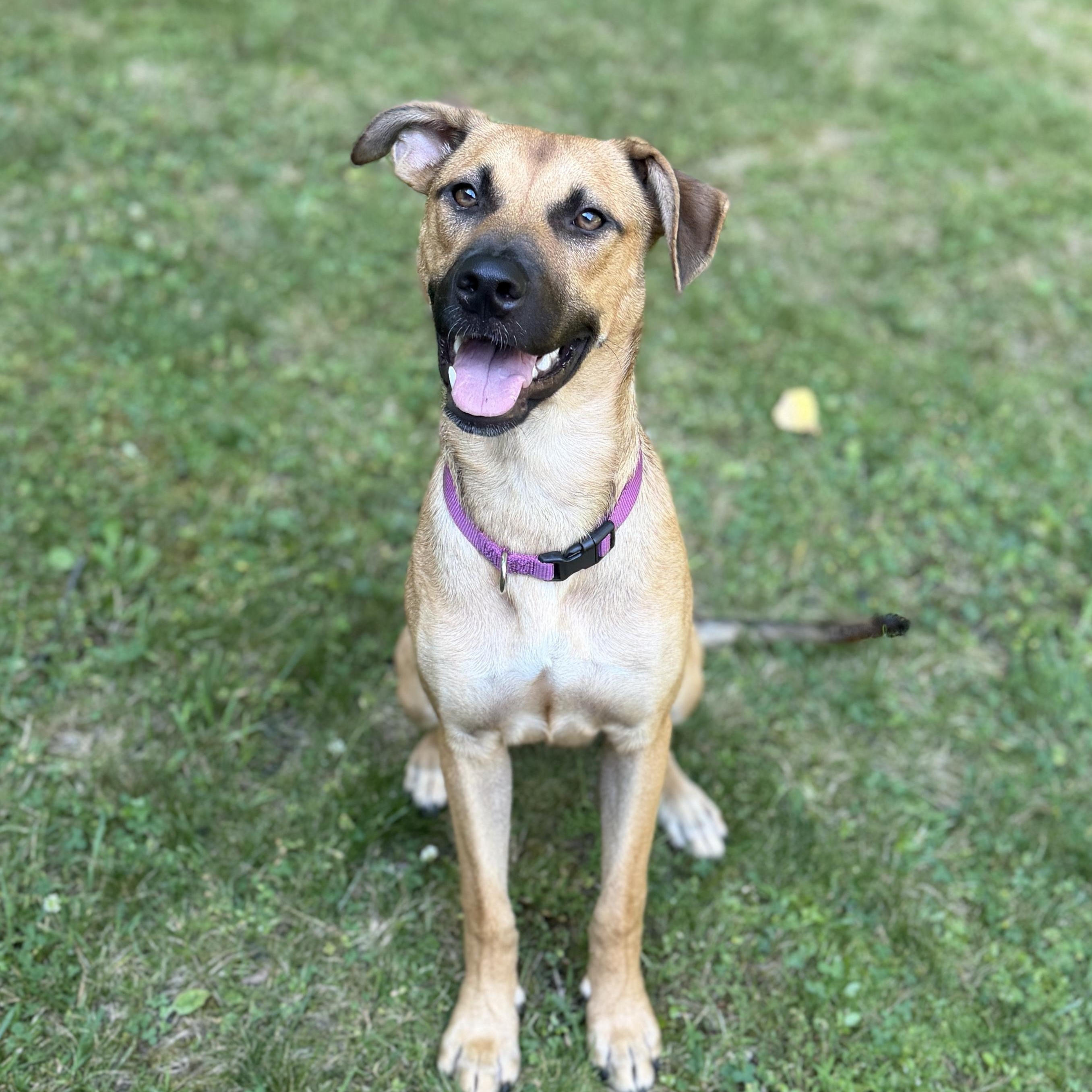 Enlarge Freya, an adoptable mixed breed in Cumberland, RI image 2/6