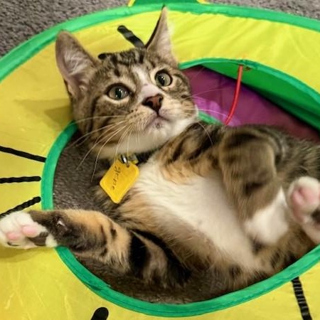 Gene - Fun and Loving, ADOPTABLE, Kitten Male Tabby.