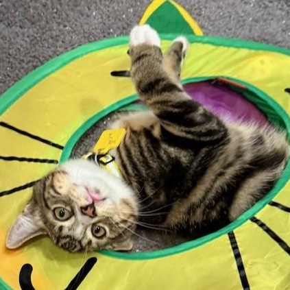 Gene - Fun and Loving, a ADOPTABLE mixed breed in Hoquiam, WA image 2/3