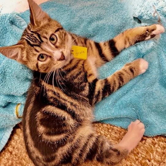 Gene - Fun and Loving, a ADOPTABLE mixed breed in Hoquiam, WA image 3/3