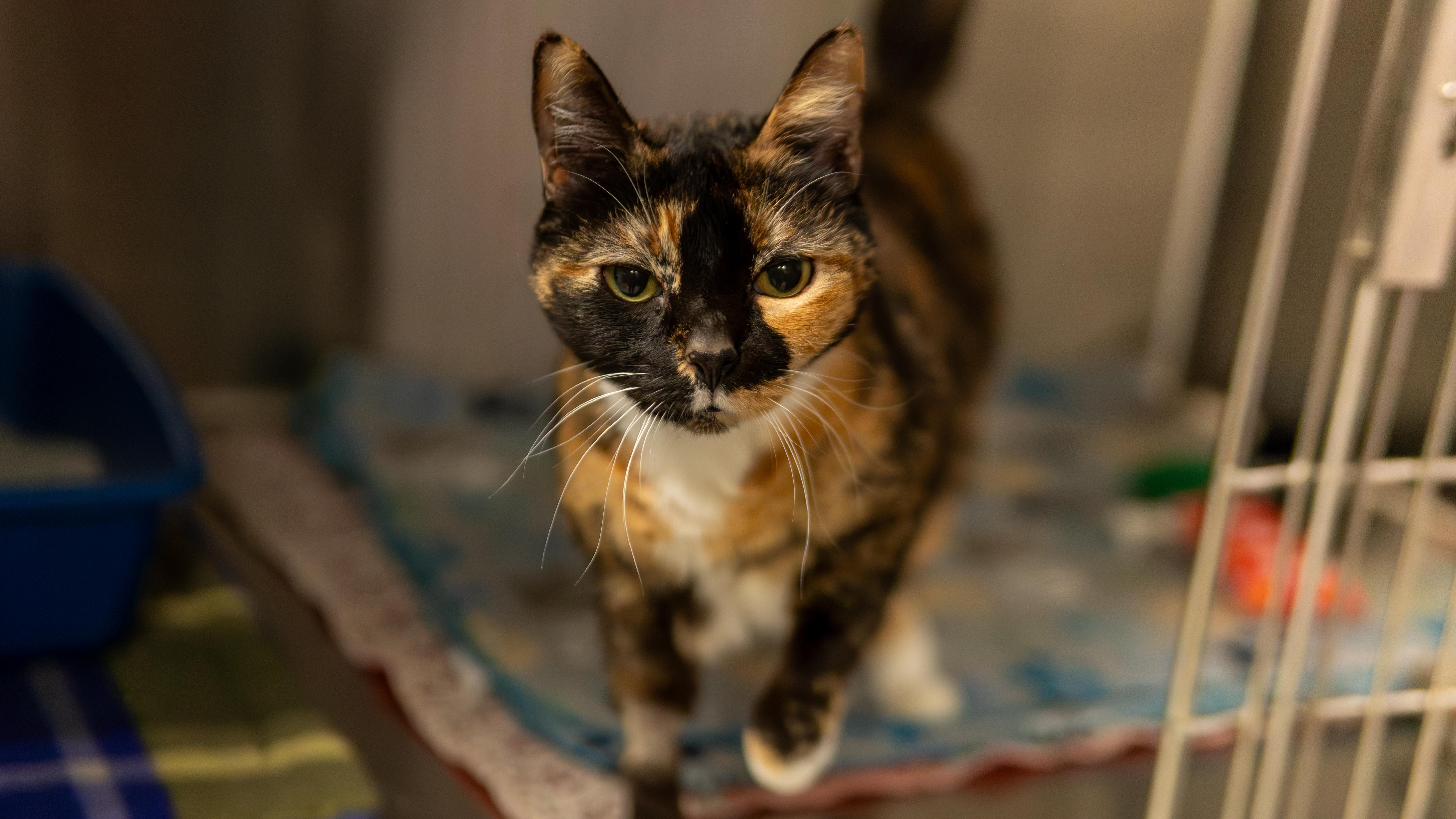 Halloween - Adoption fee fully sponsored by Meg, a Adoptable mixed breed in Chico, CA image 1/6