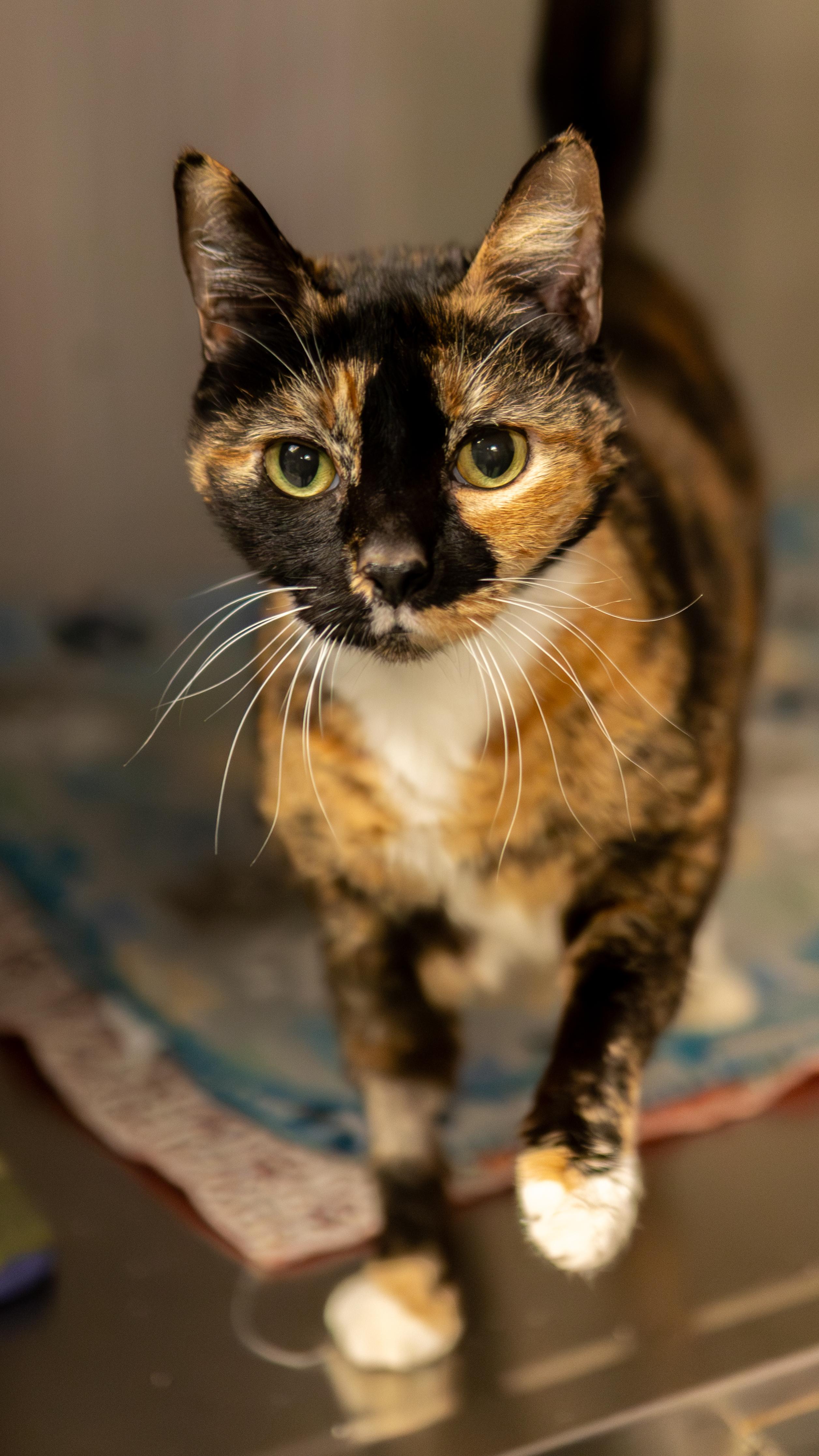 Halloween - Adoption fee fully sponsored by Meg, a Adoptable mixed breed in Chico, CA image 2/6