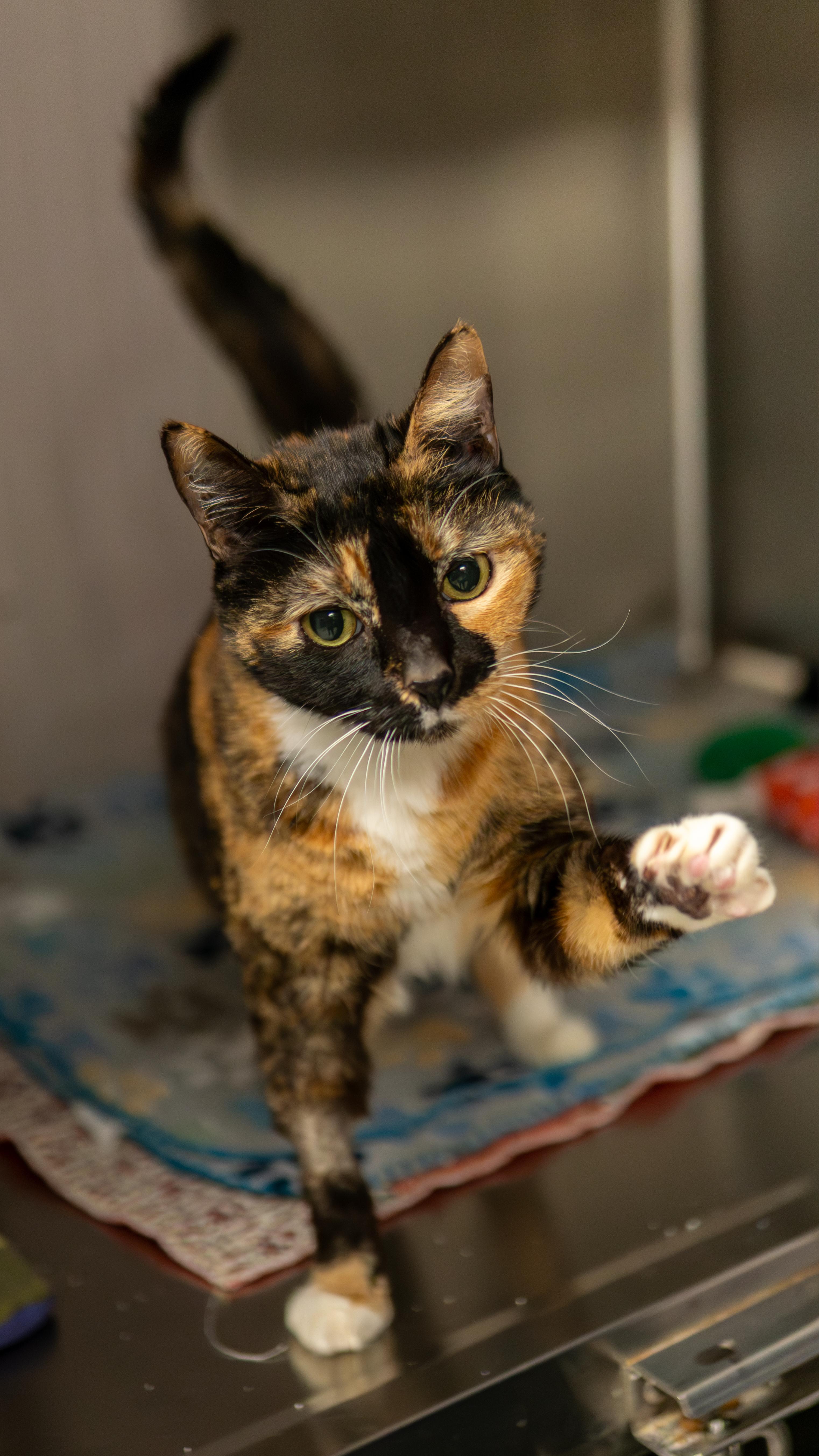 Halloween - Adoption fee fully sponsored by Meg, a Adoptable mixed breed in Chico, CA image 3/6