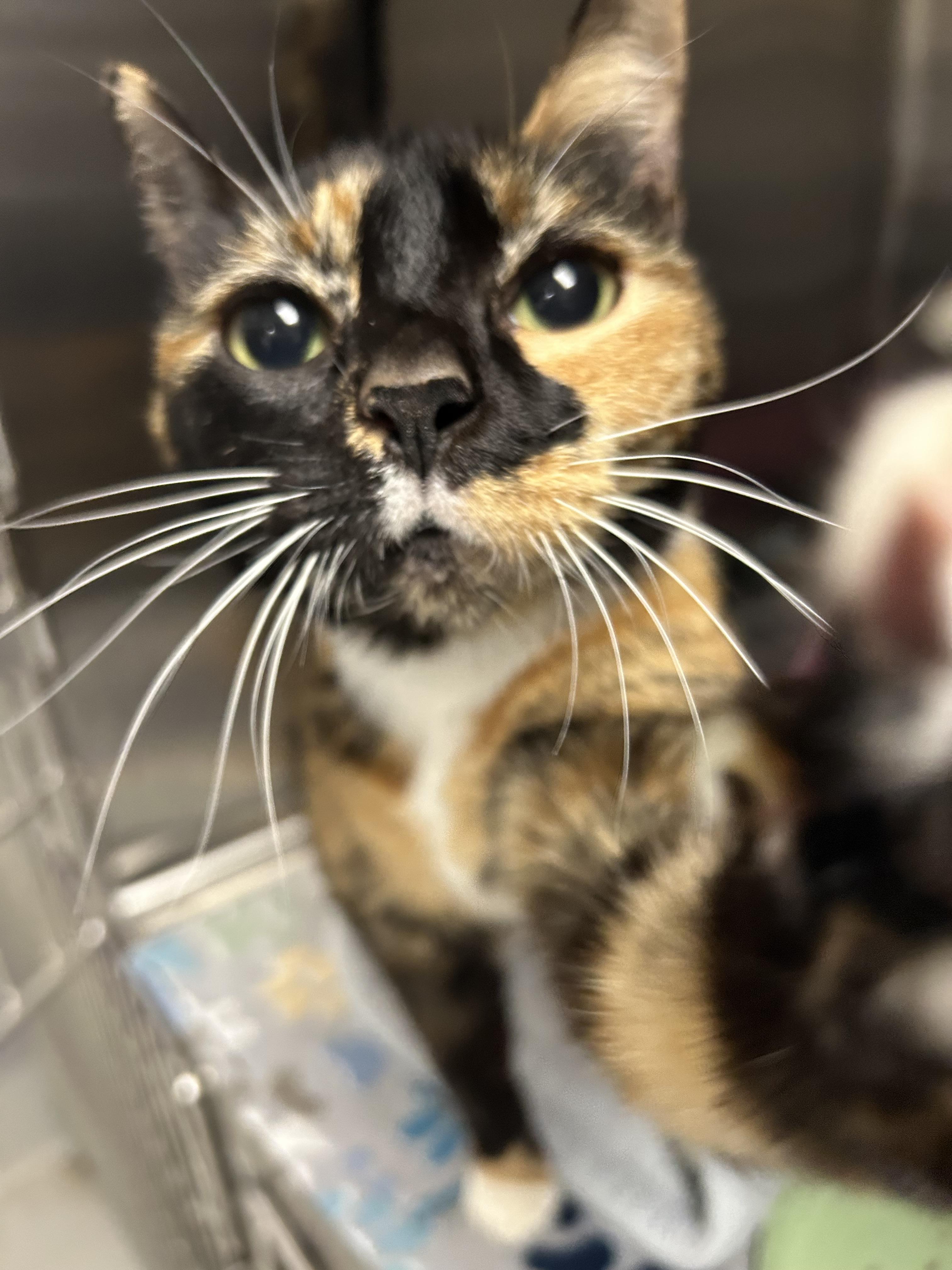 Halloween - Adoption fee fully sponsored by Meg, a Adoptable mixed breed in Chico, CA image 4/6