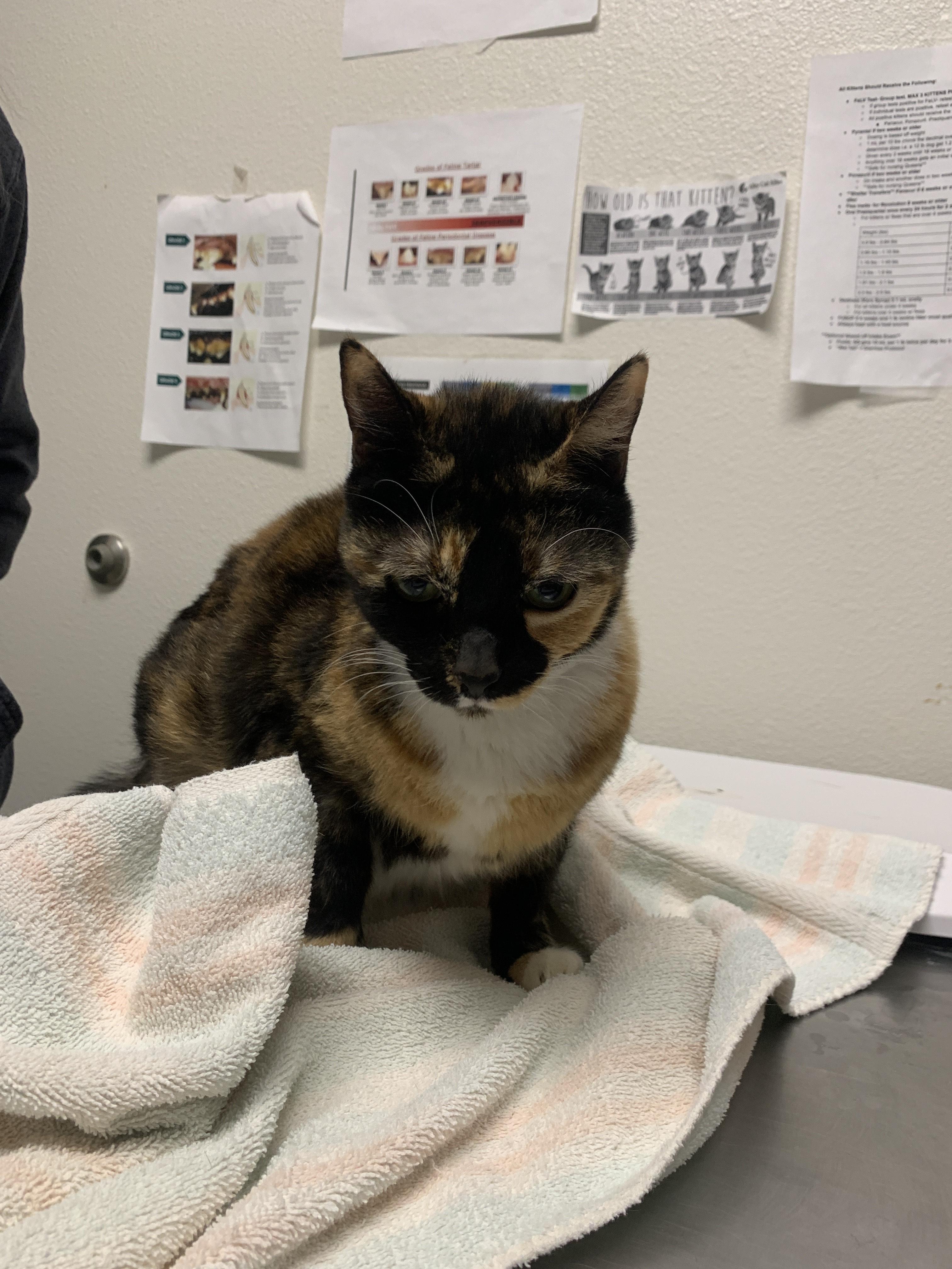 Halloween - Adoption fee fully sponsored by Meg, a Adoptable mixed breed in Chico, CA image 5/6