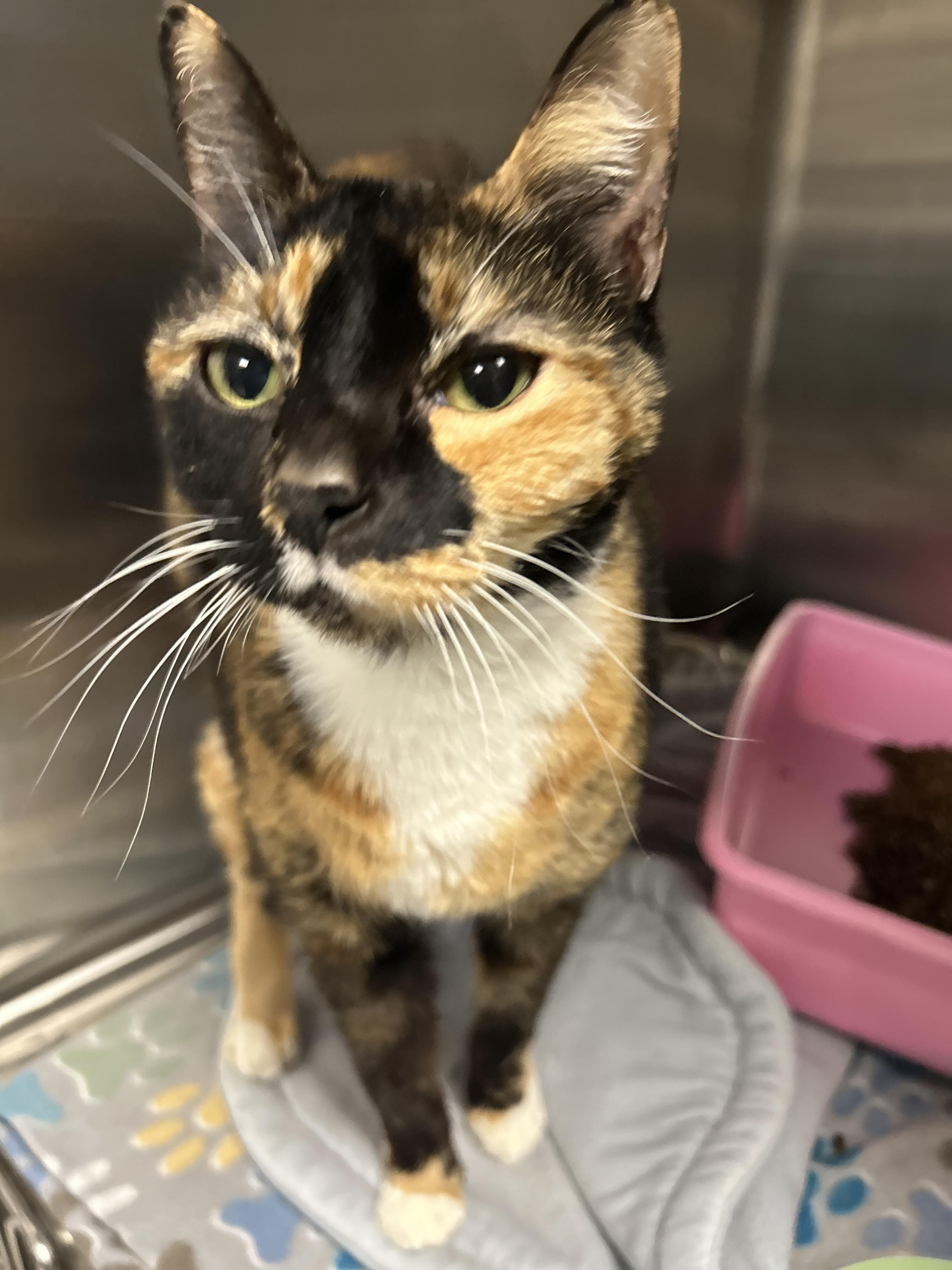 Halloween - Adoption fee fully sponsored by Meg, a Adoptable mixed breed in Chico, CA image 6/6