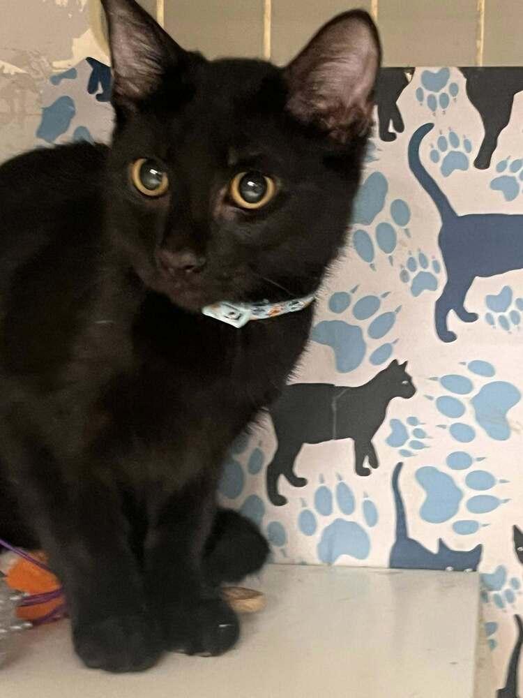 Tom, Adoptable, Kitten Male Domestic Short Hair.