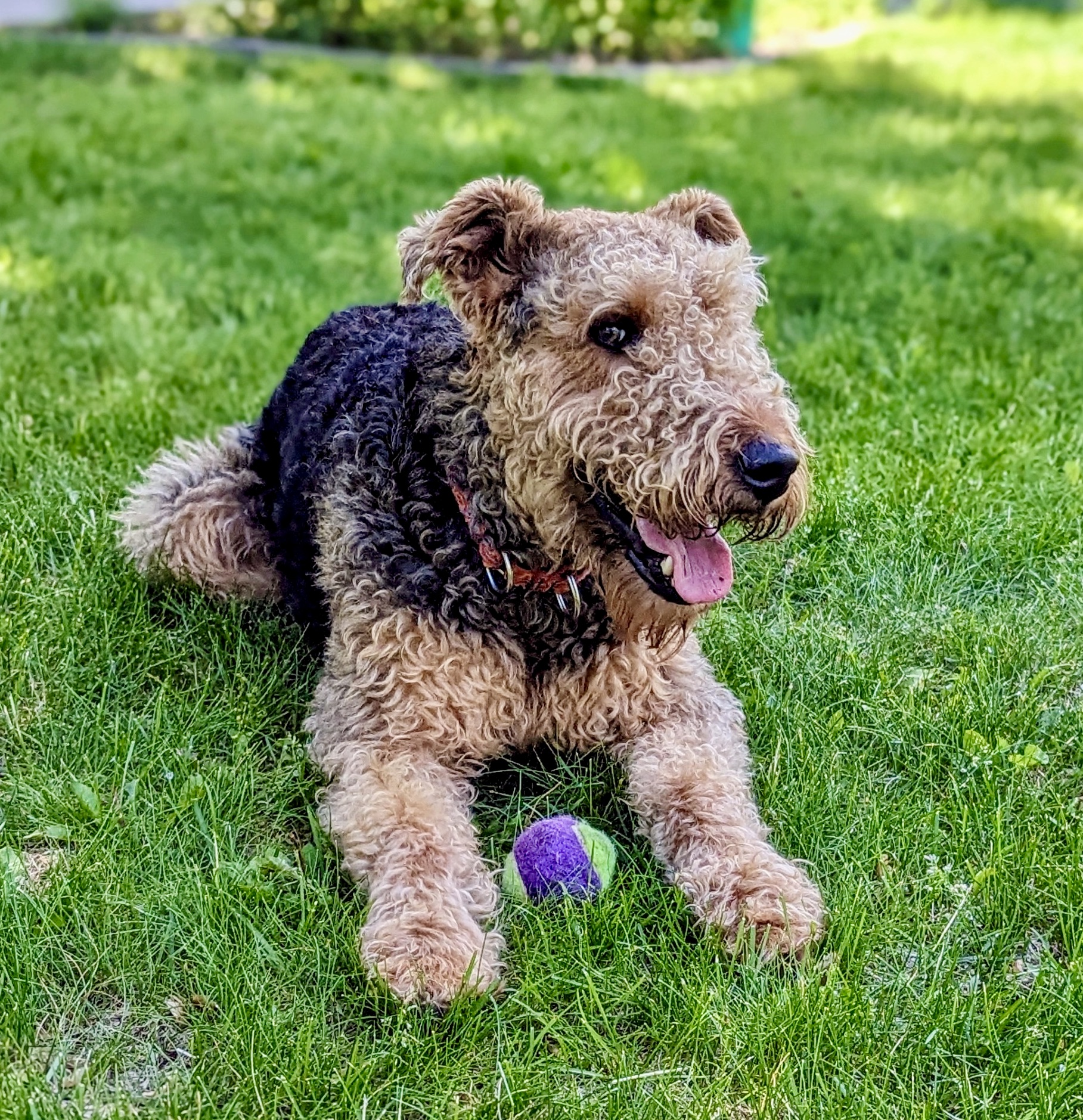 Enlarge Chewy, a Adopted Airedale Terrier in Shawano, WI image 1/3
