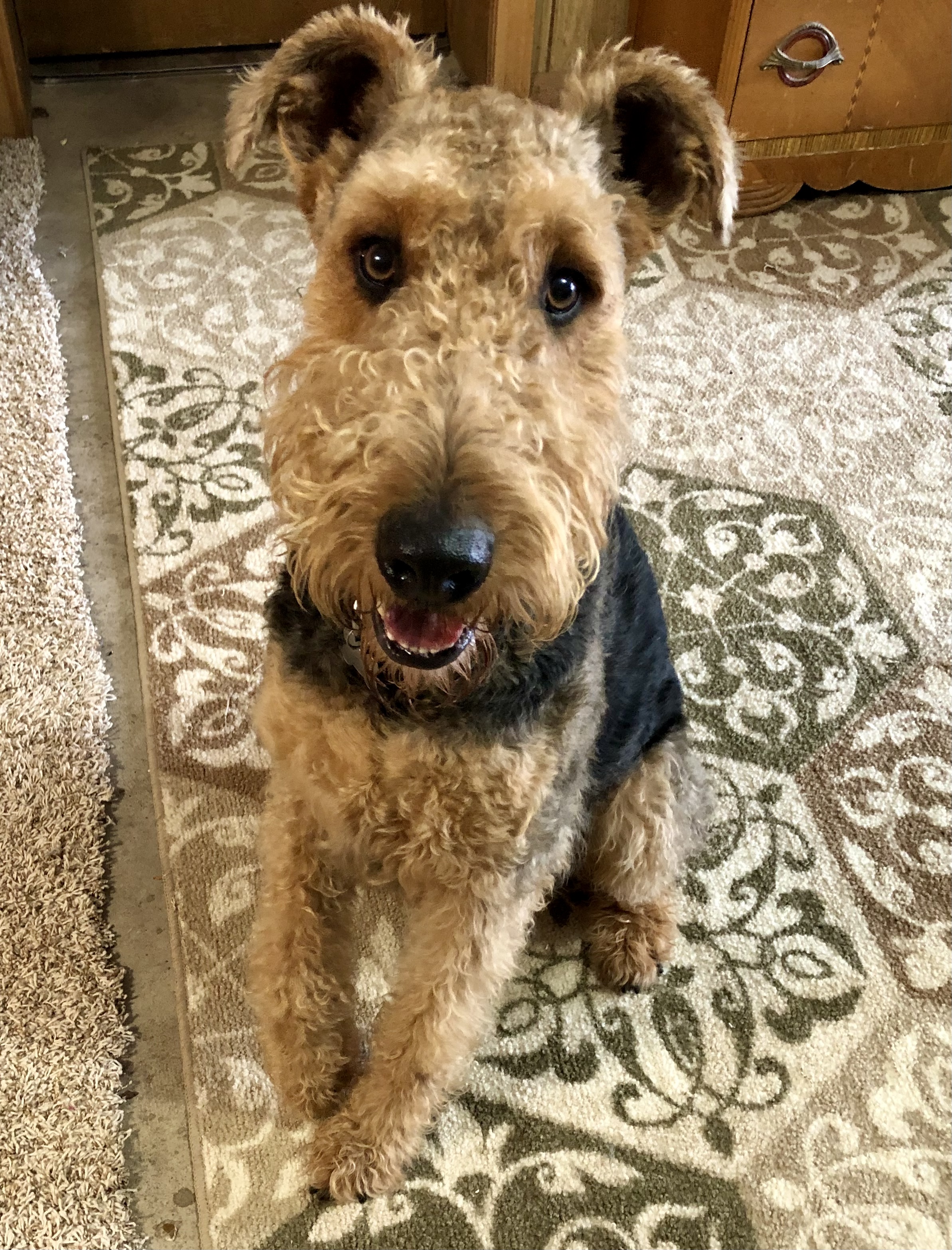 Enlarge Chewy, a Adopted Airedale Terrier in Shawano, WI image 2/3