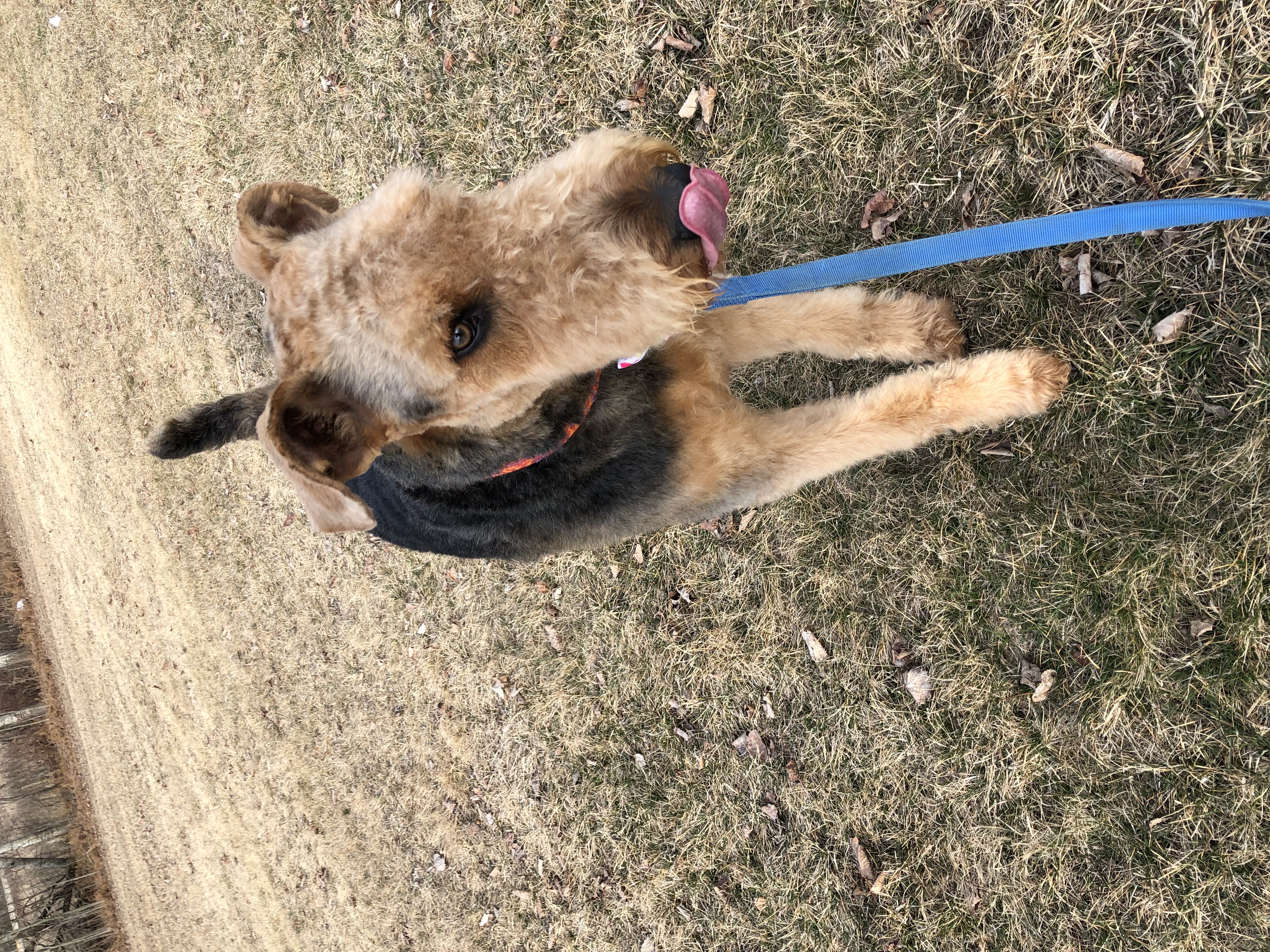 Enlarge Chewy, a Adopted Airedale Terrier in Shawano, WI image 3/3