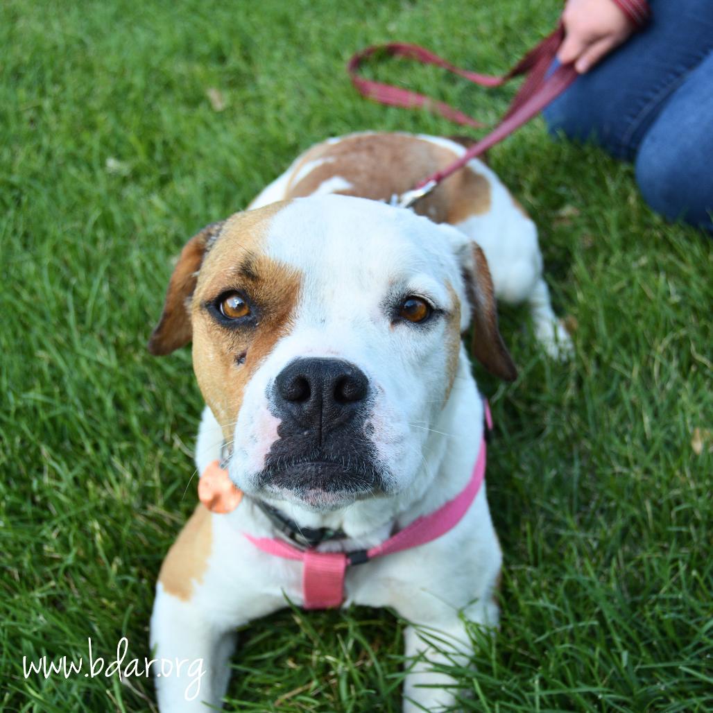 Toffee, Adoptable, Adult Female Boxer & Mixed Breed.