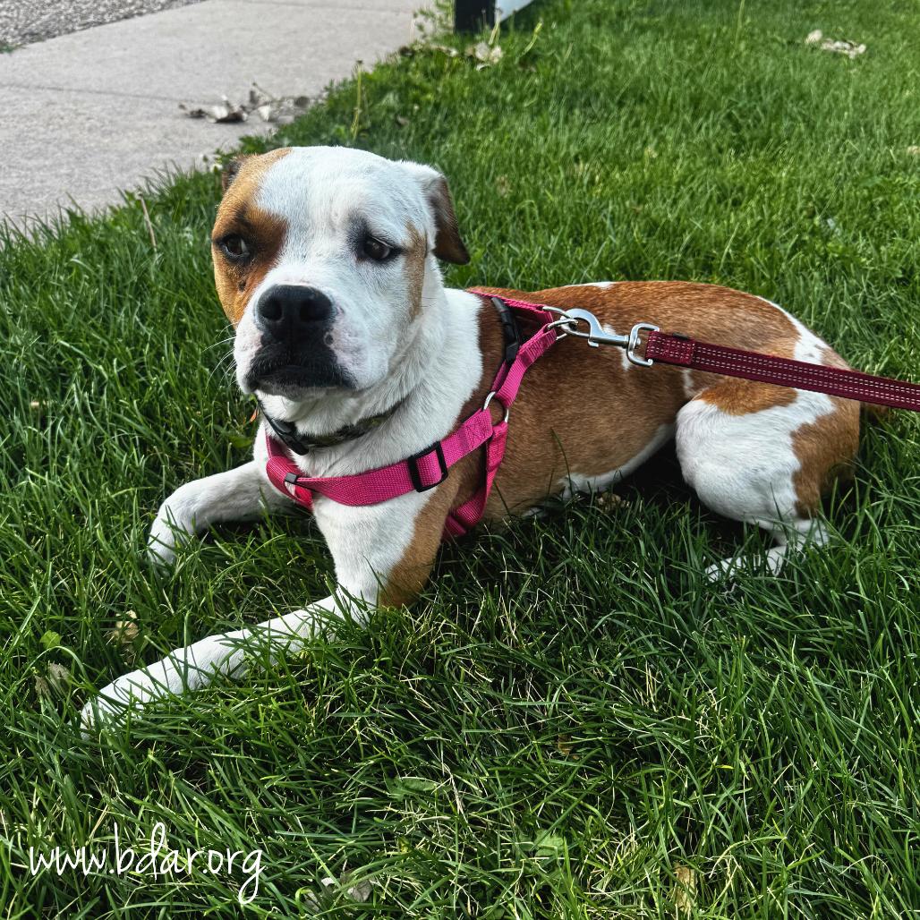 Toffee, a Adoptable mixed breed in Cheyenne, WY image 2/5