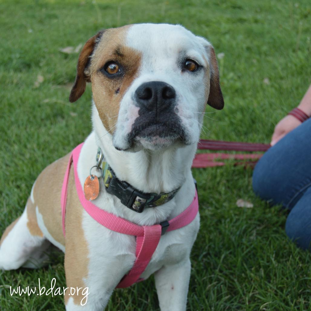Toffee, a Adoptable mixed breed in Cheyenne, WY image 3/5