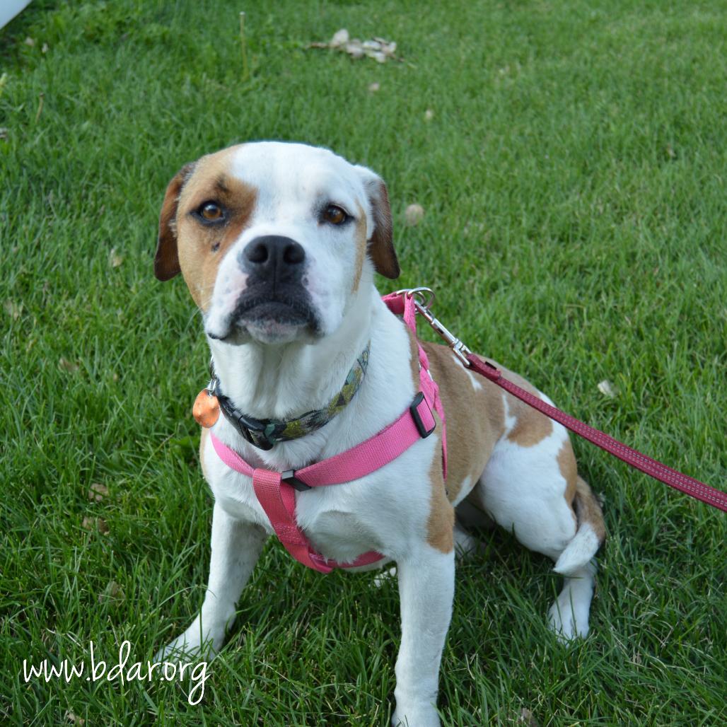 Toffee, a Adoptable mixed breed in Cheyenne, WY image 4/5