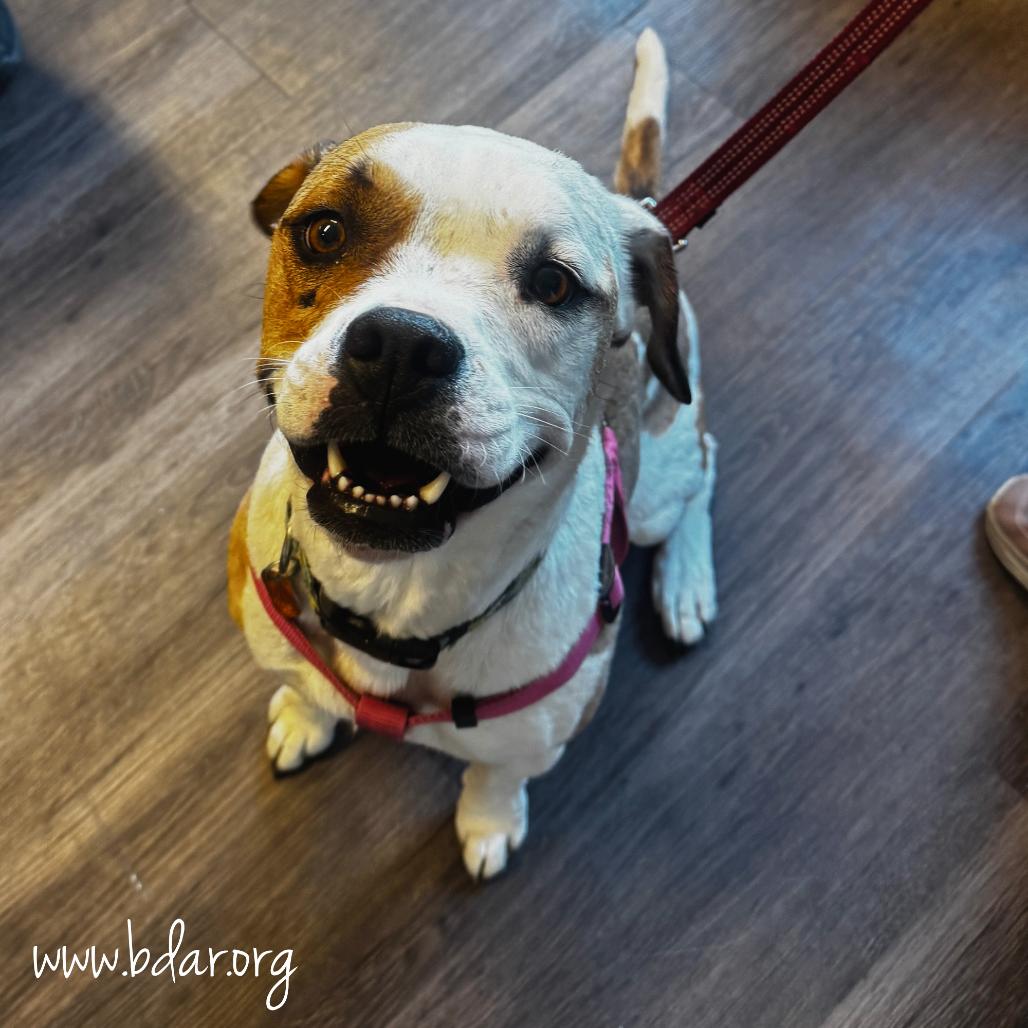 Toffee, a Adoptable mixed breed in Cheyenne, WY image 5/5