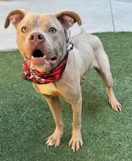 Harvey Milk, Adoptable, Adult Male Pit Bull Terrier & Mixed Breed.