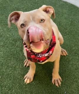 Enlarge Harvey Milk, a Adoptable mixed breed in Lewisville, TX image 2/3