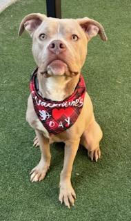 Enlarge Harvey Milk, a Adoptable mixed breed in Lewisville, TX image 3/3