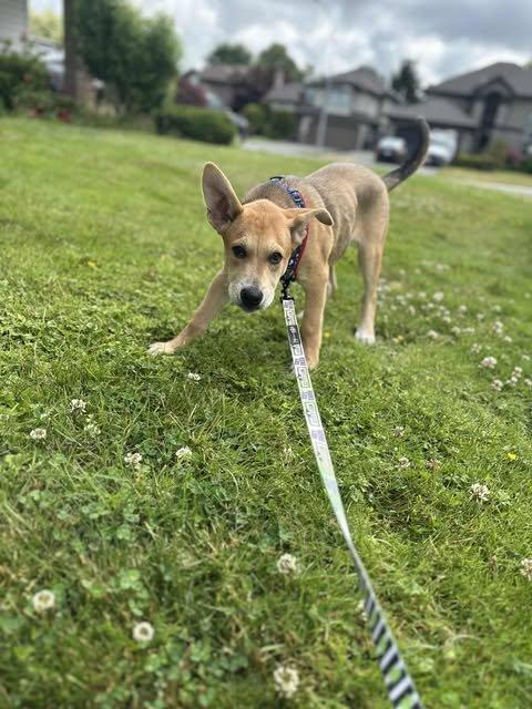 Teddy, an adoptable Shepherd in Abbotsford, BC, V3G 2L5 | Photo Image 3