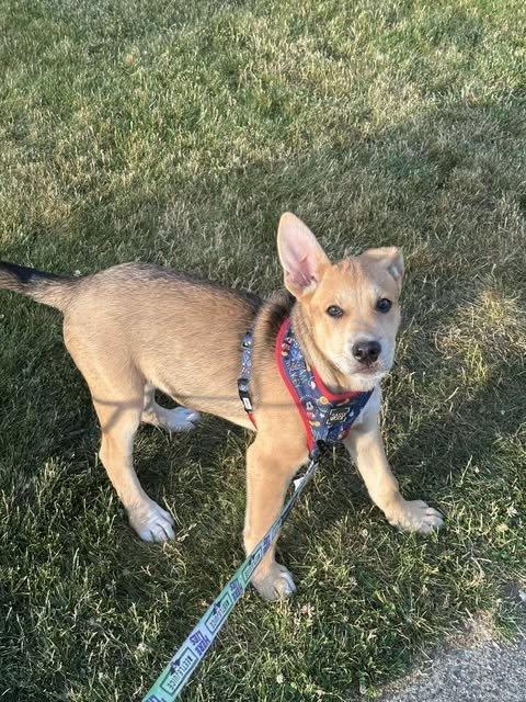 Teddy, an adoptable Shepherd in Abbotsford, BC, V3G 2L5 | Photo Image 1