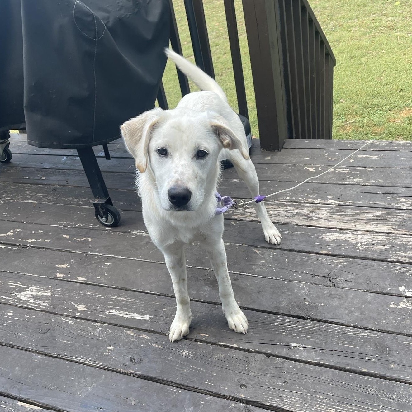 May, Adoptable, Young Female Australian Cattle Dog / Blue Heeler & Labrador Retriever.
