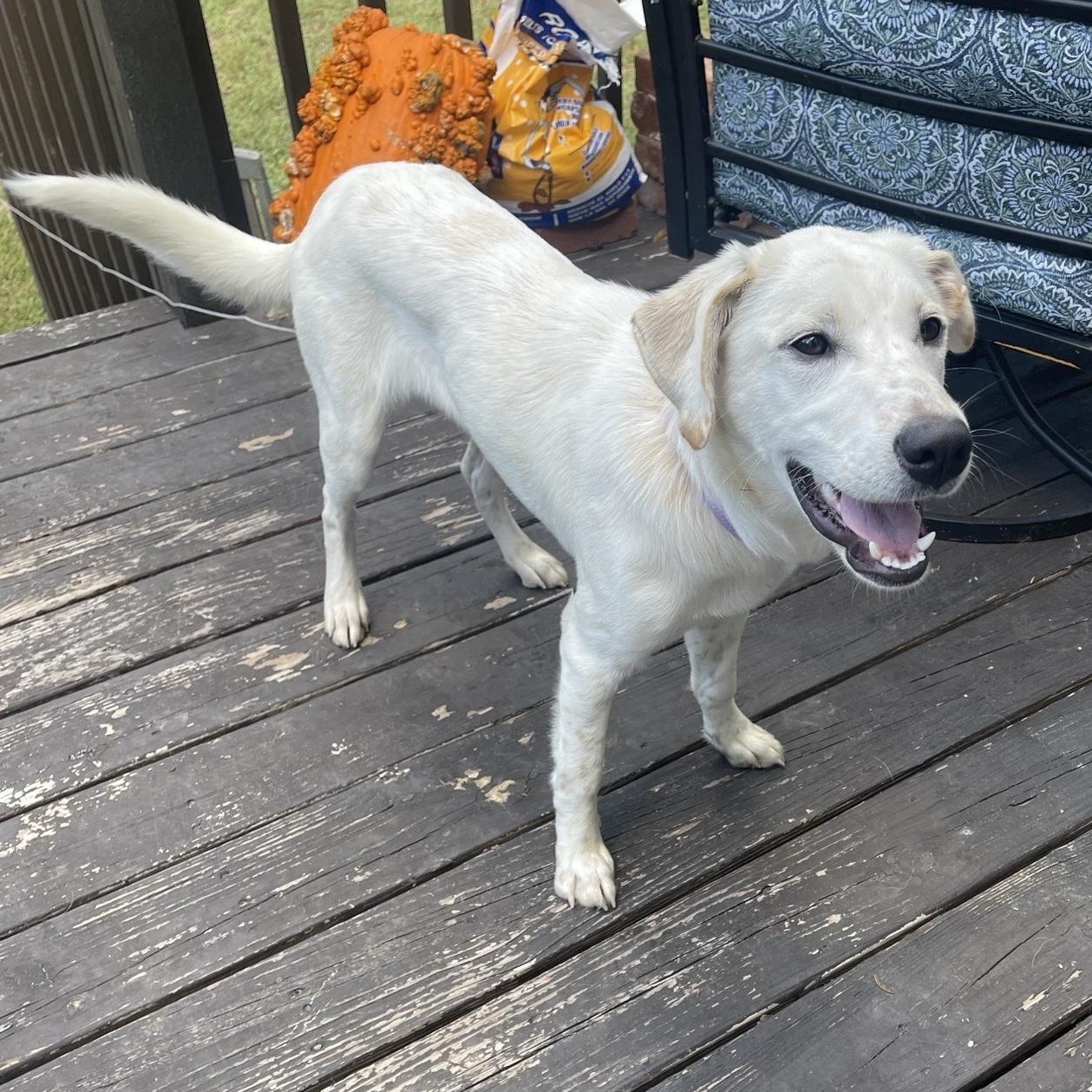 May, a Adoptable mixed breed in Fayette, MO image 2/2