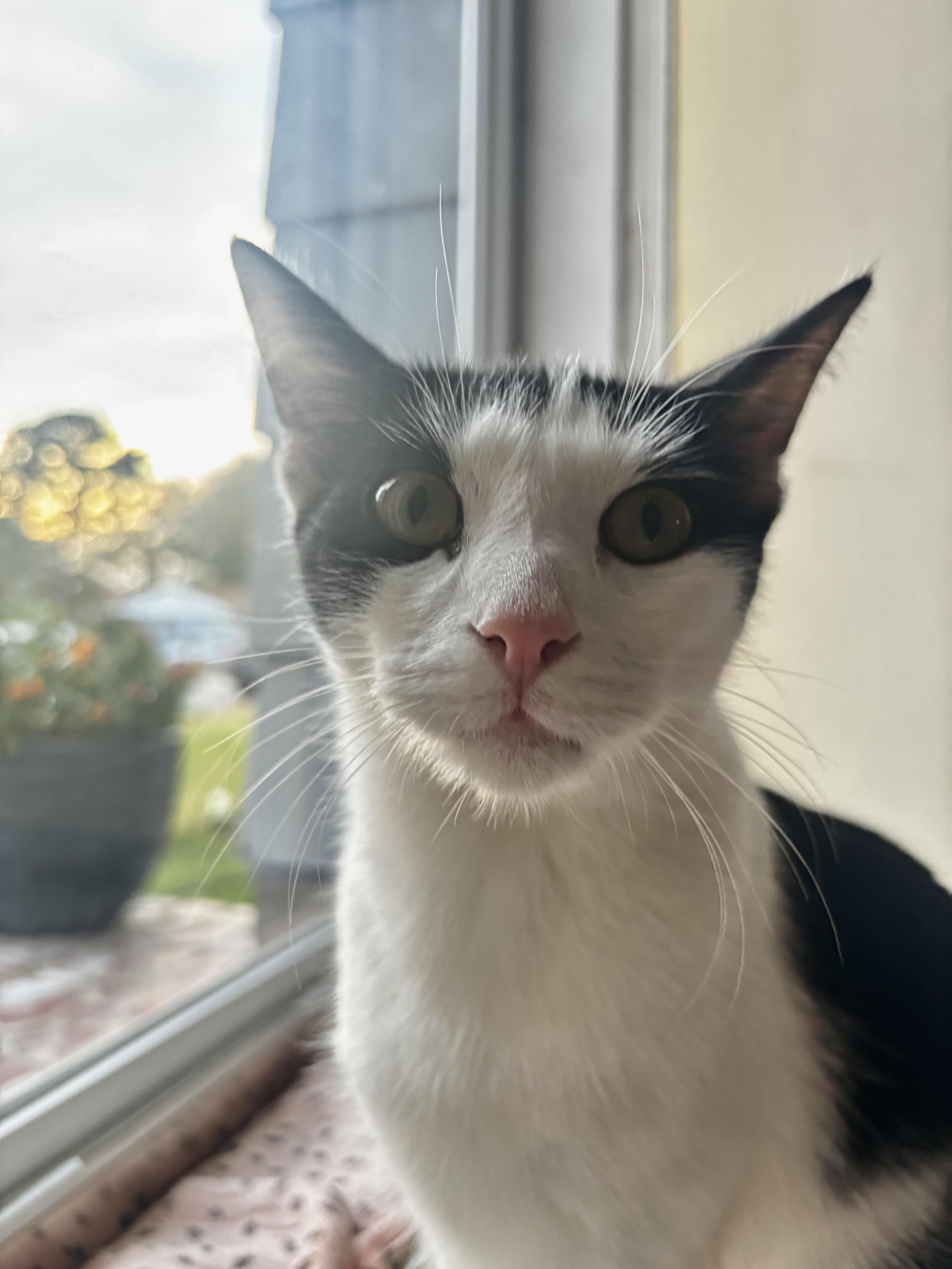 Enlarge Miles, an adopted Domestic Short Hair in Norfolk, VA image 1/4