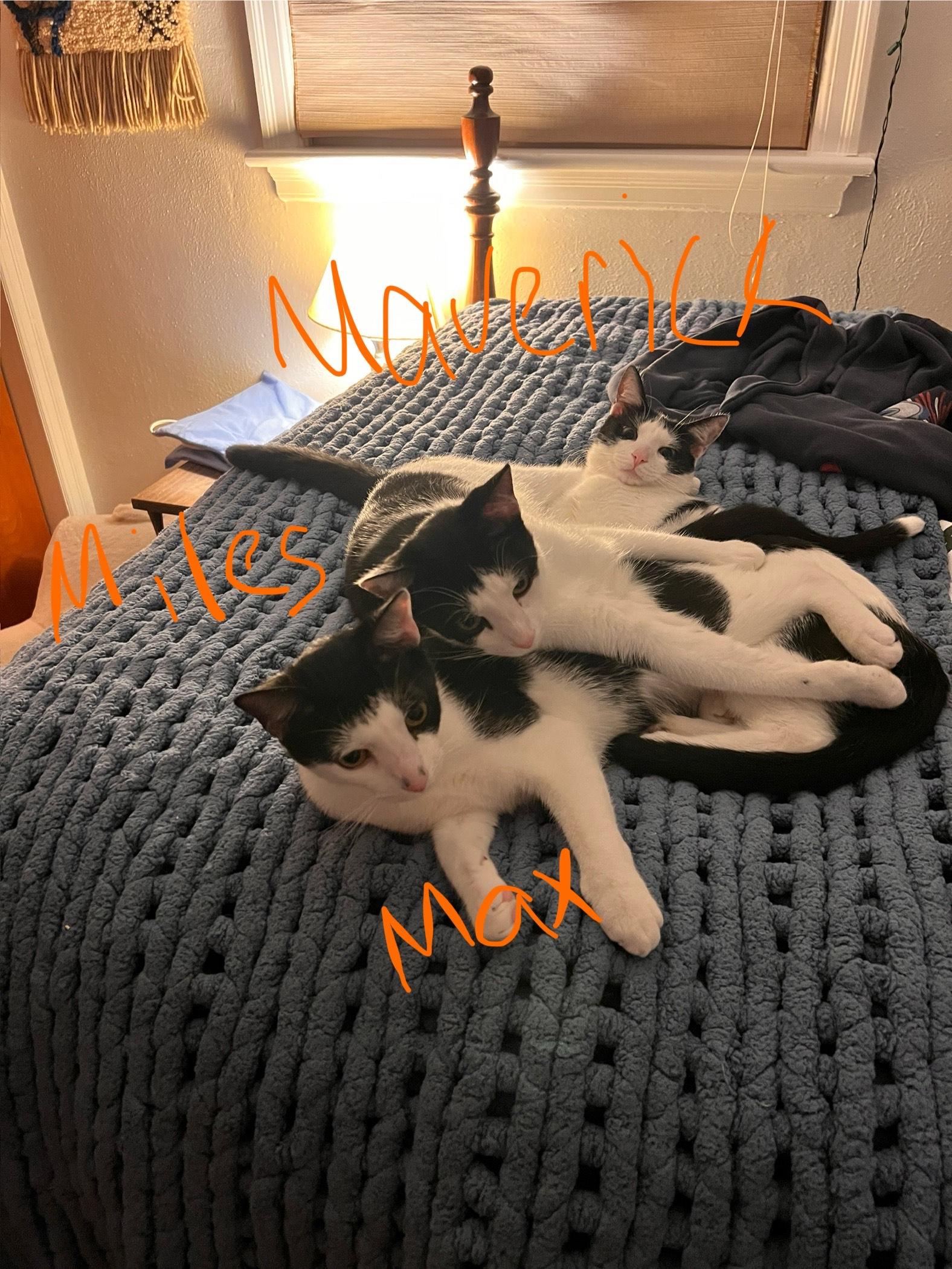 Enlarge Miles, an adopted Domestic Short Hair in Norfolk, VA image 3/4