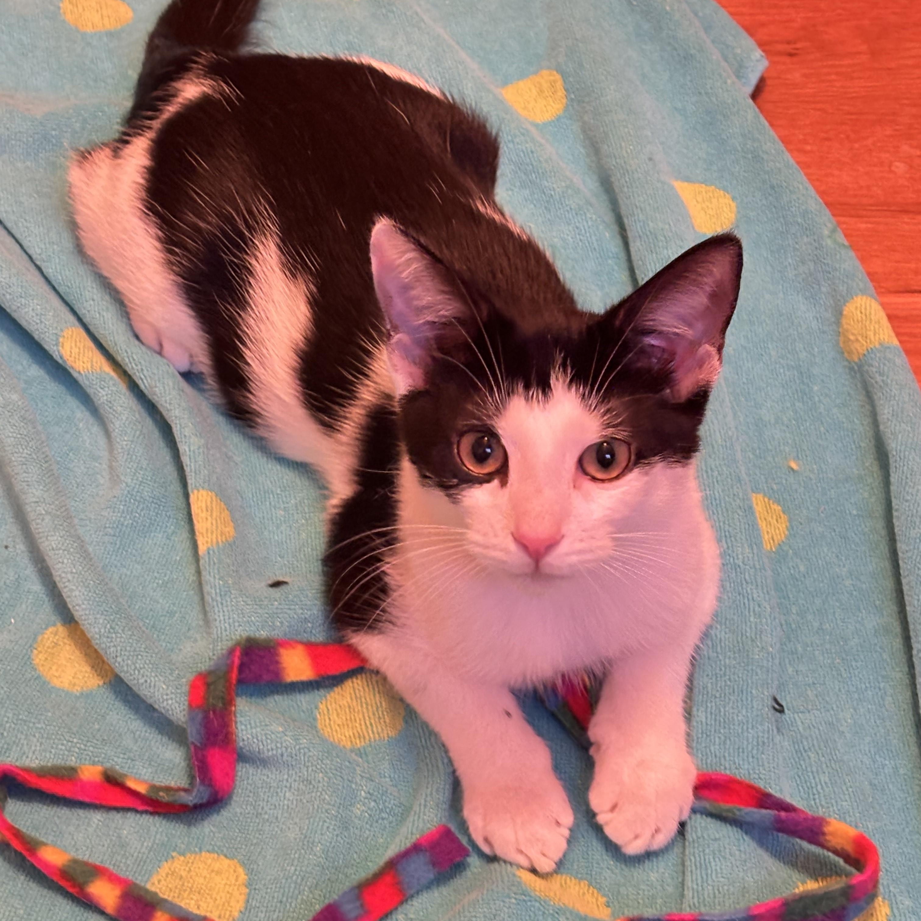 Enlarge Miles, an adopted Domestic Short Hair in Norfolk, VA image 2/4