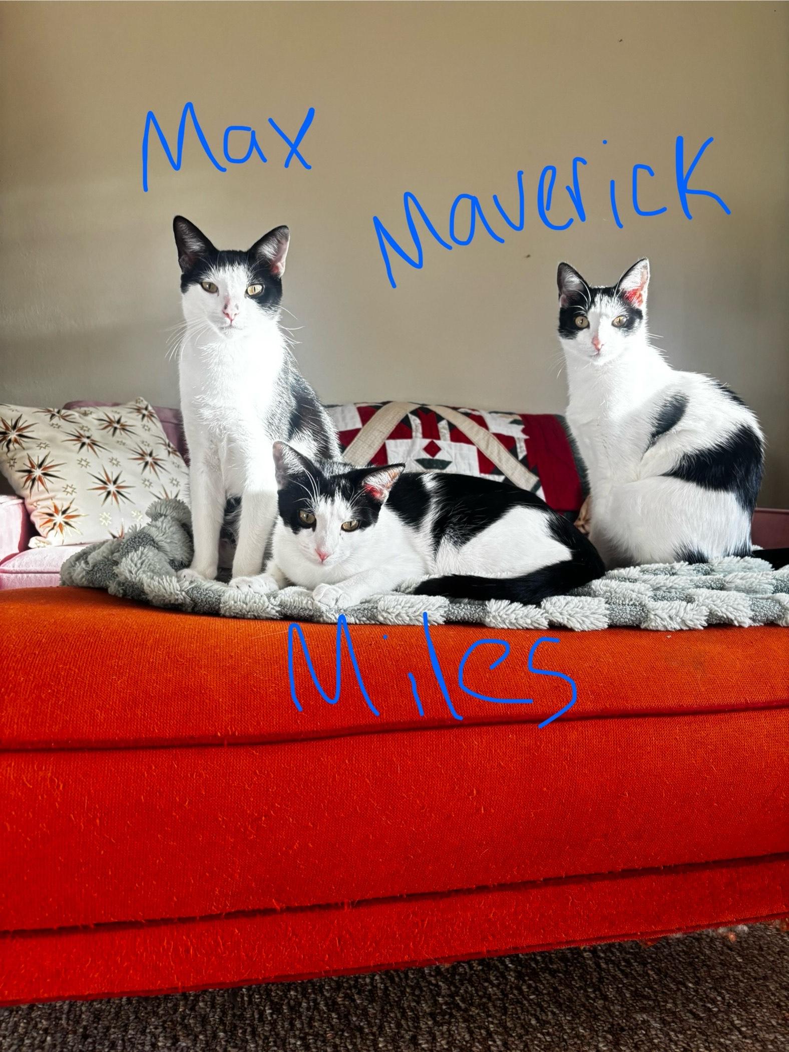 Enlarge Miles, an adopted Domestic Short Hair in Norfolk, VA image 4/4