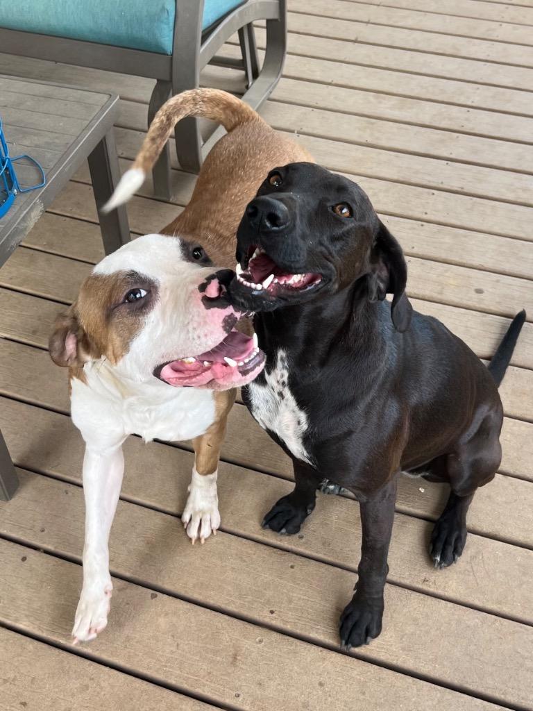 Danny, a Adoptable mixed breed in Hartsville, SC image 1/6