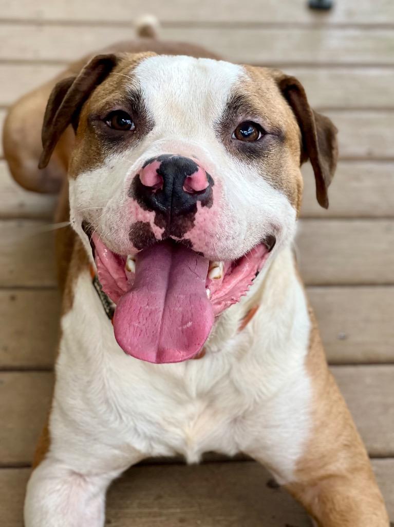 Danny, a Adoptable mixed breed in Hartsville, SC image 2/6