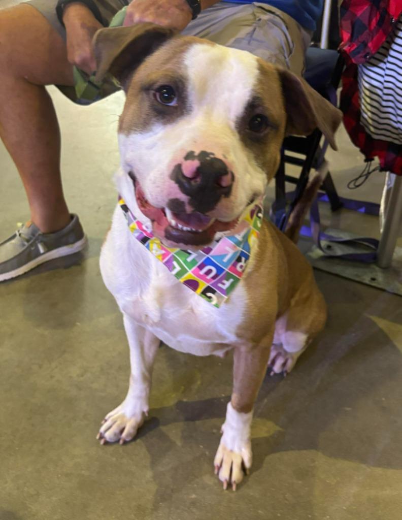 Danny, a Adoptable mixed breed in Hartsville, SC image 3/6