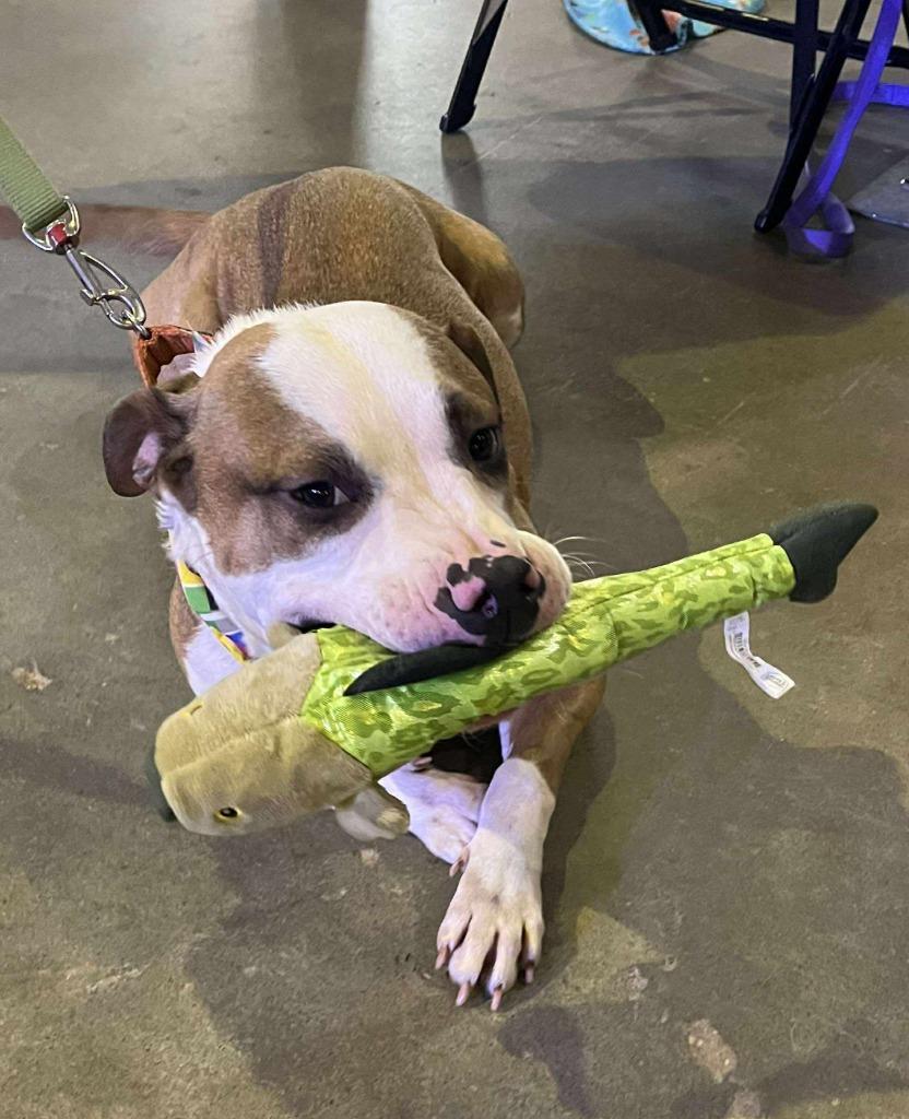 Danny, a Adoptable mixed breed in Hartsville, SC image 4/6
