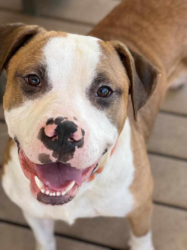 Danny, a Adoptable mixed breed in Hartsville, SC image 5/6