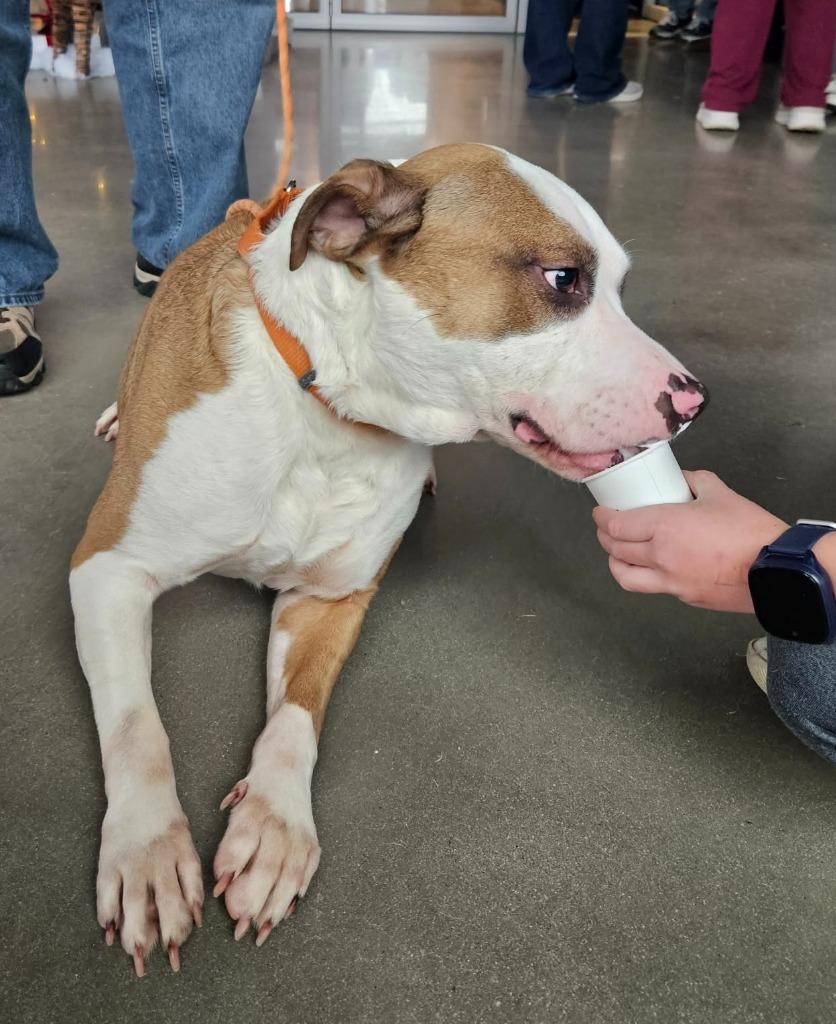 Danny, a Adoptable mixed breed in Hartsville, SC image 6/6