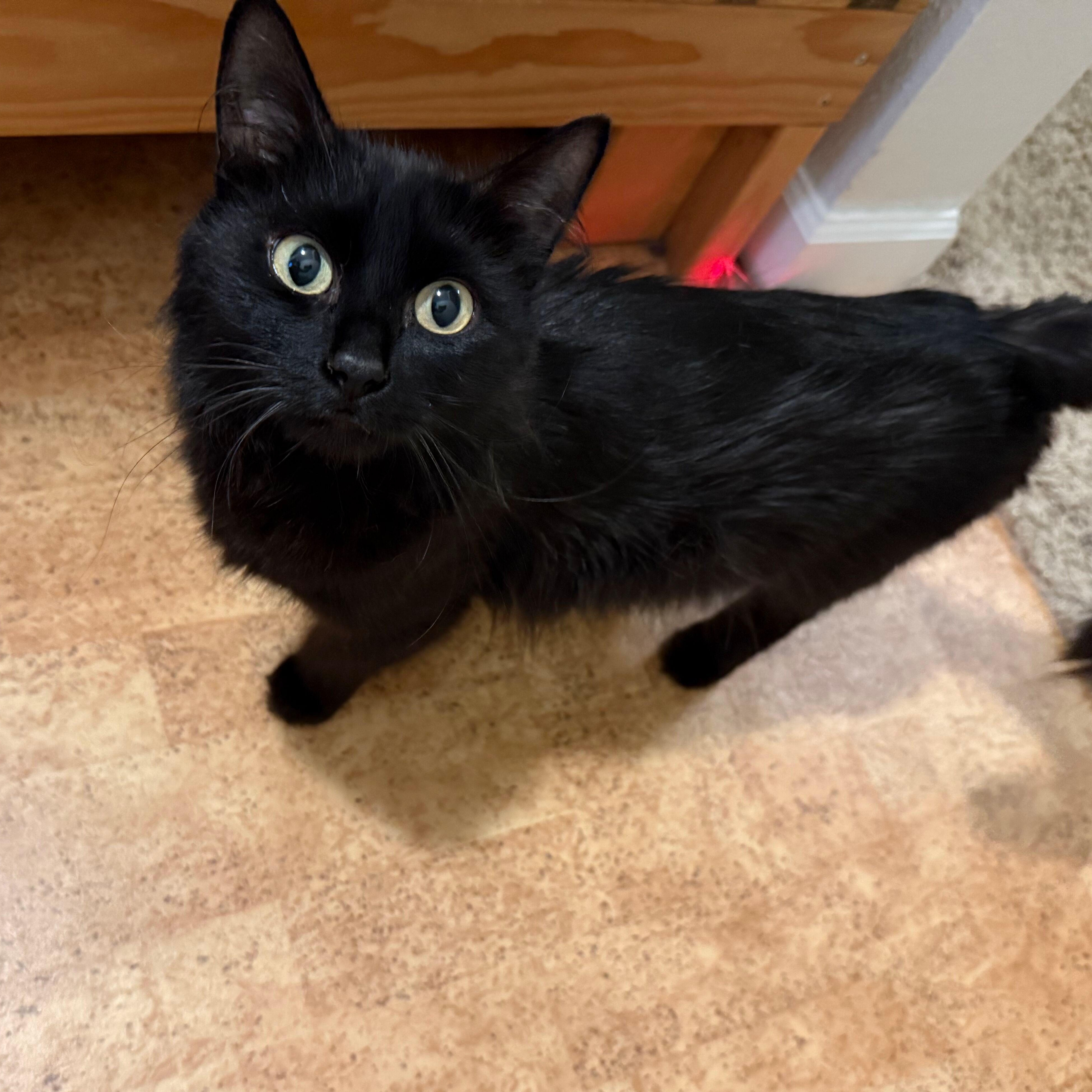 Void, a ADOPTABLE Domestic Medium Hair in Renton , WA image 3/5