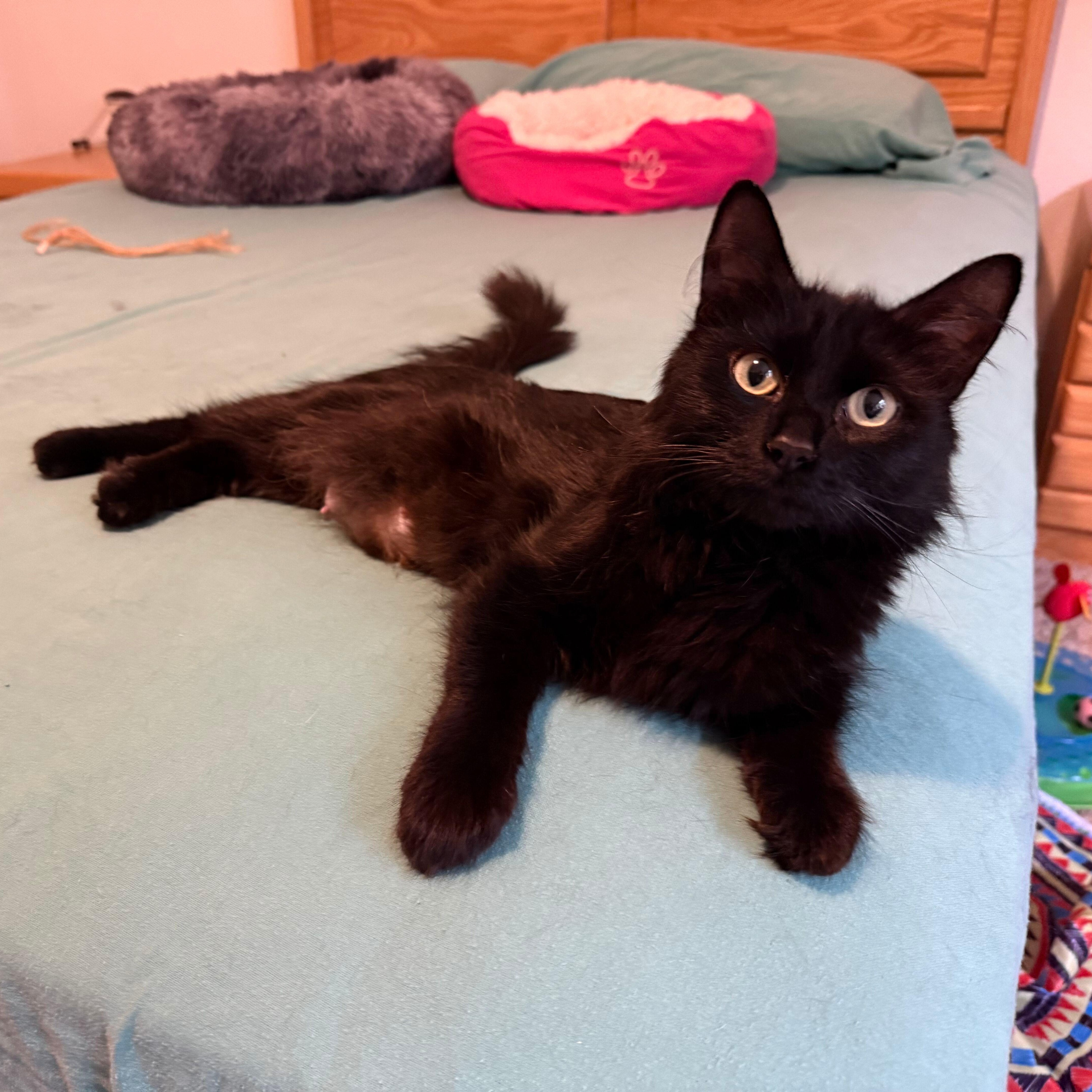 Void, a ADOPTABLE Domestic Medium Hair in Renton , WA image 4/5