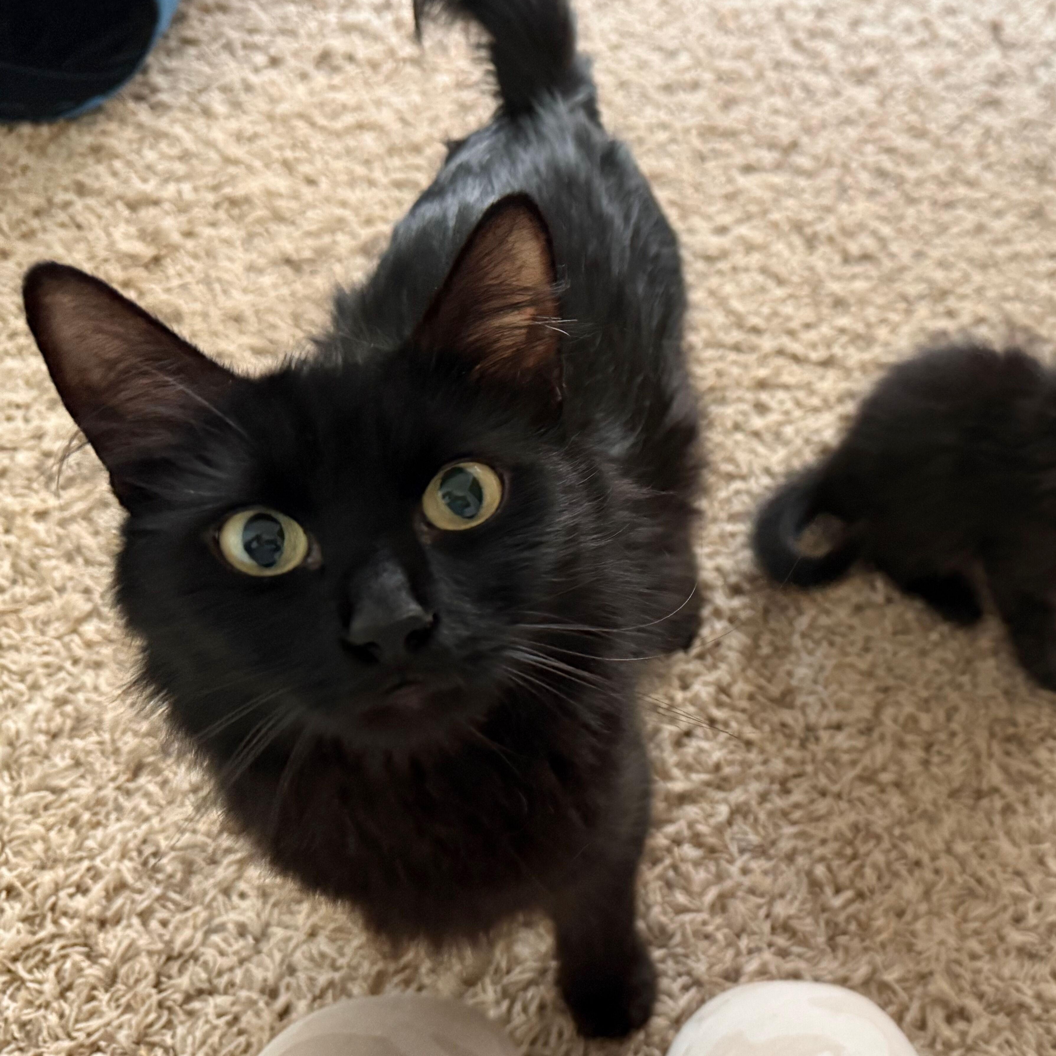 Void, a ADOPTABLE Domestic Medium Hair in Renton , WA image 2/5