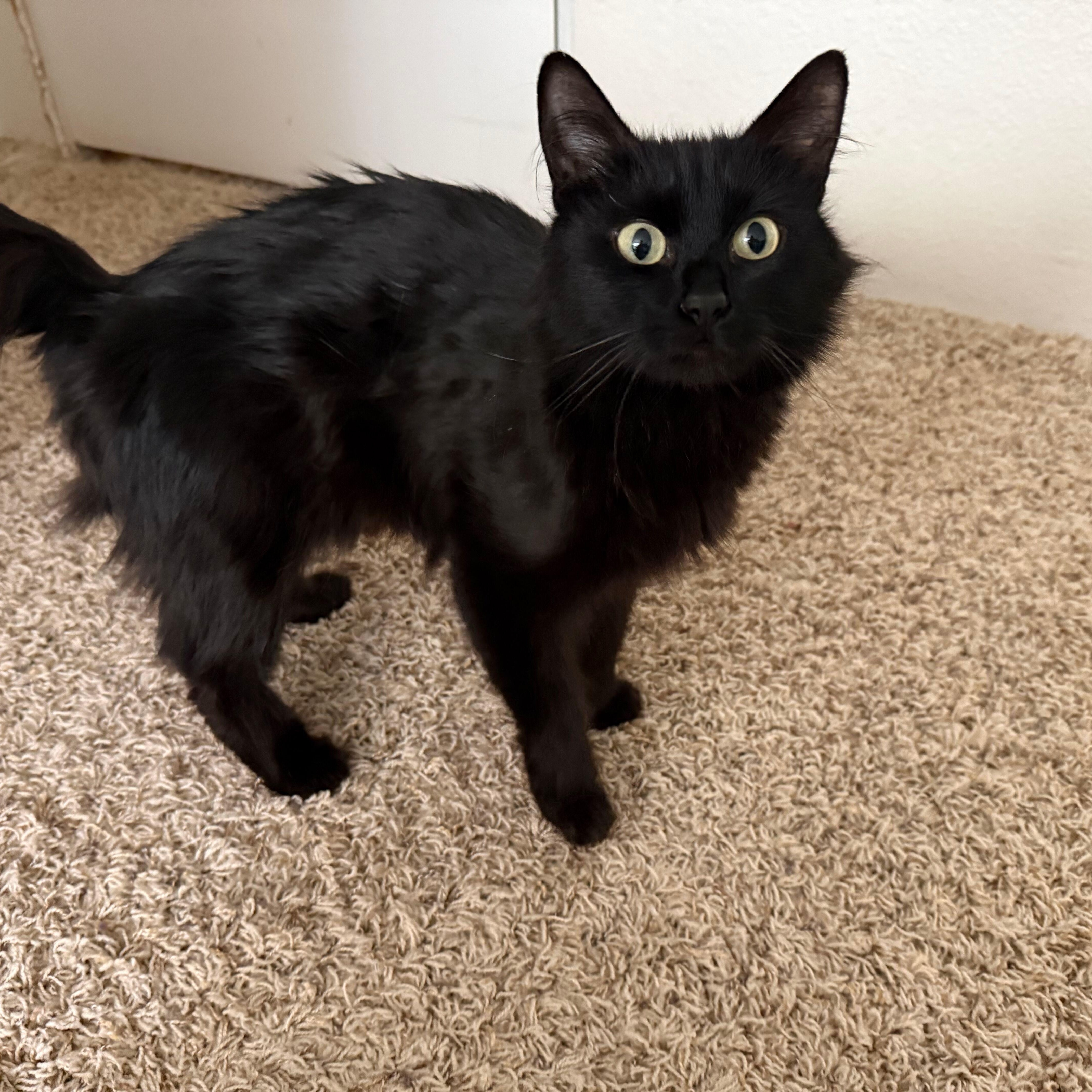 Void, a ADOPTABLE Domestic Medium Hair in Renton , WA image 5/5