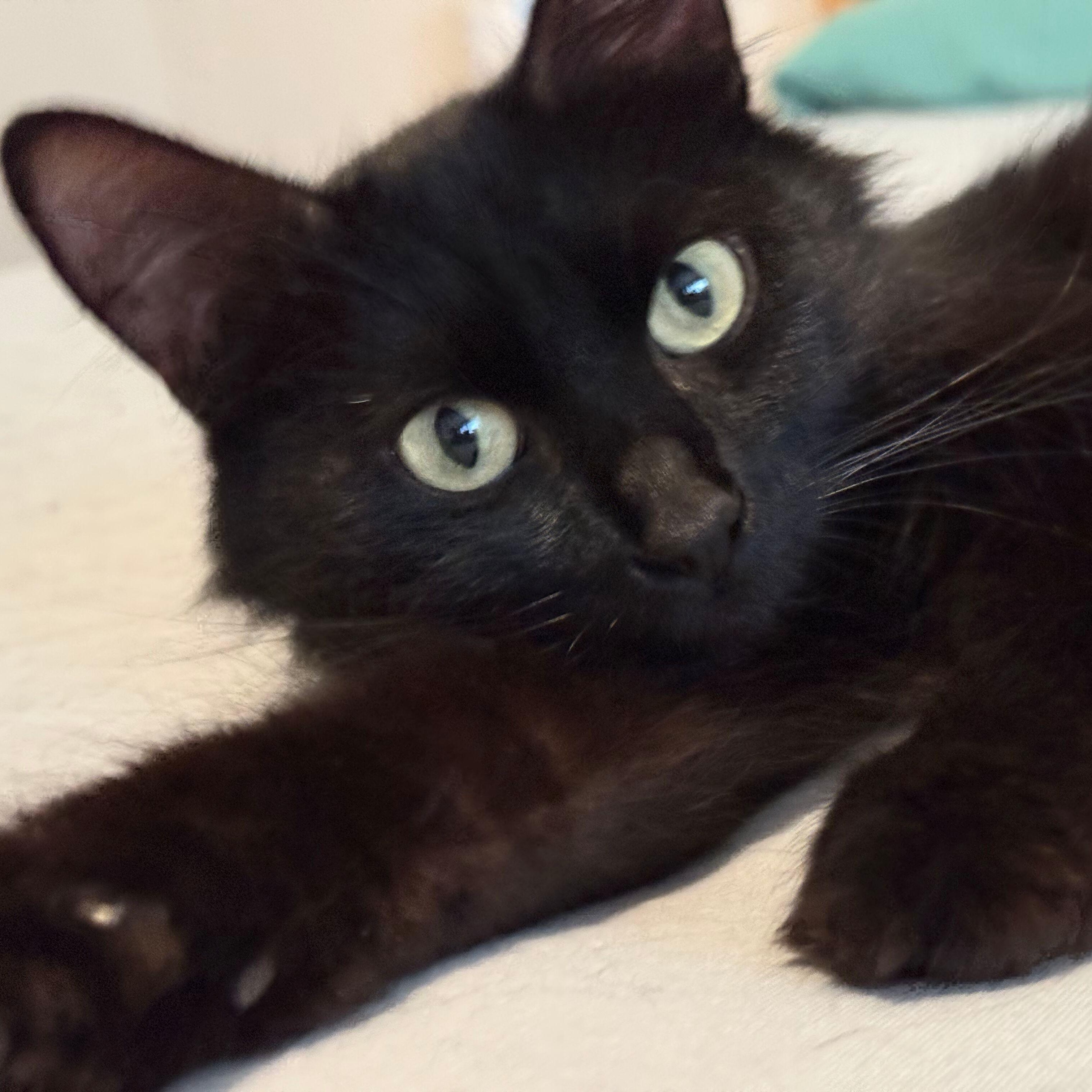 Void, ADOPTABLE, Young Female Domestic Medium Hair.